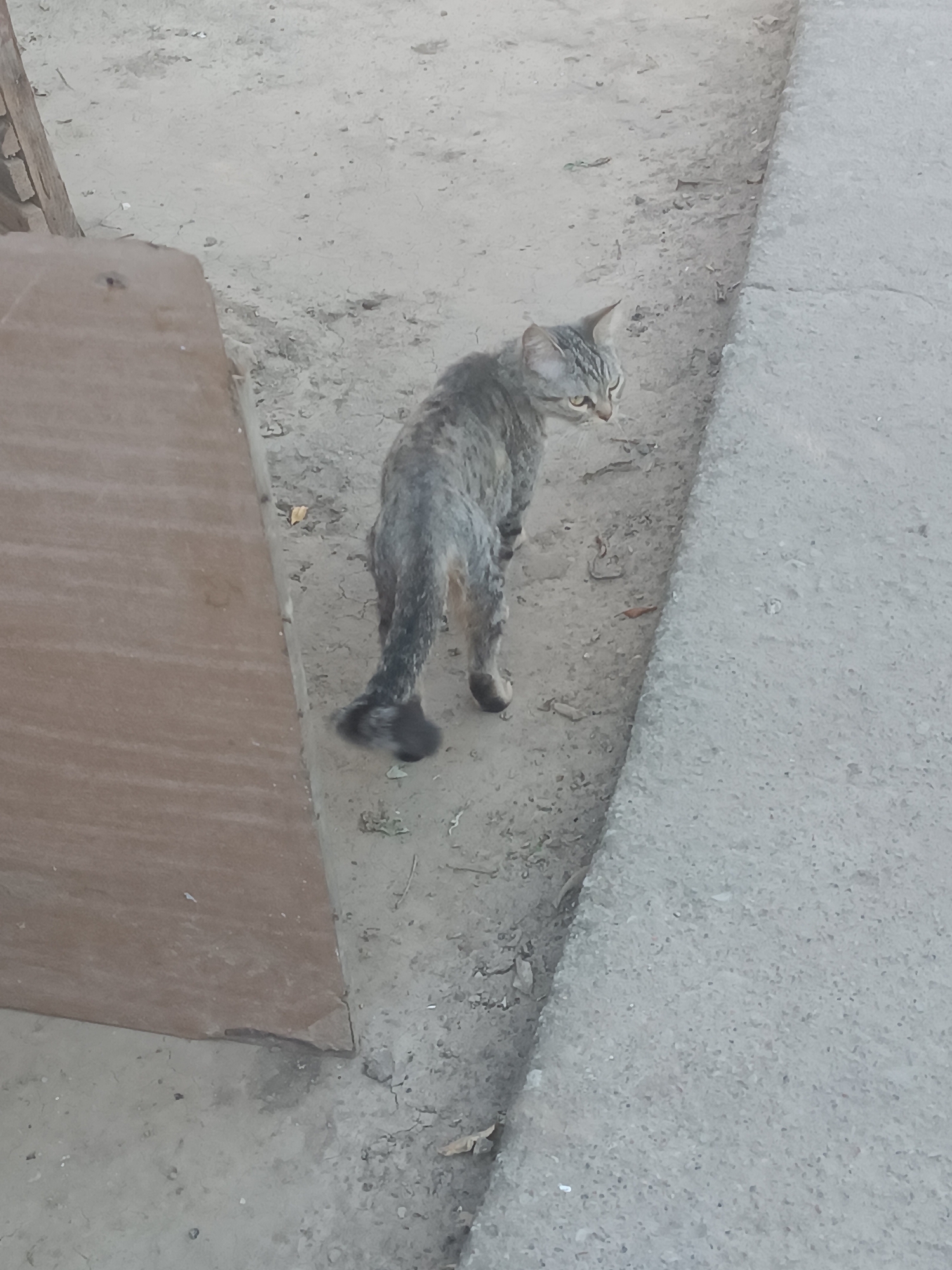 In Vypasne, Ukraine, a tabby cat with grey and black fur stands on a dirt path next to a concrete border. The cat is facing away from the camera, looking to the right. To the left of the cat is a wooden surface, possibly a bench or a plank of wood. The environment appears to be outdoors, with dry soil and scattered debris.
