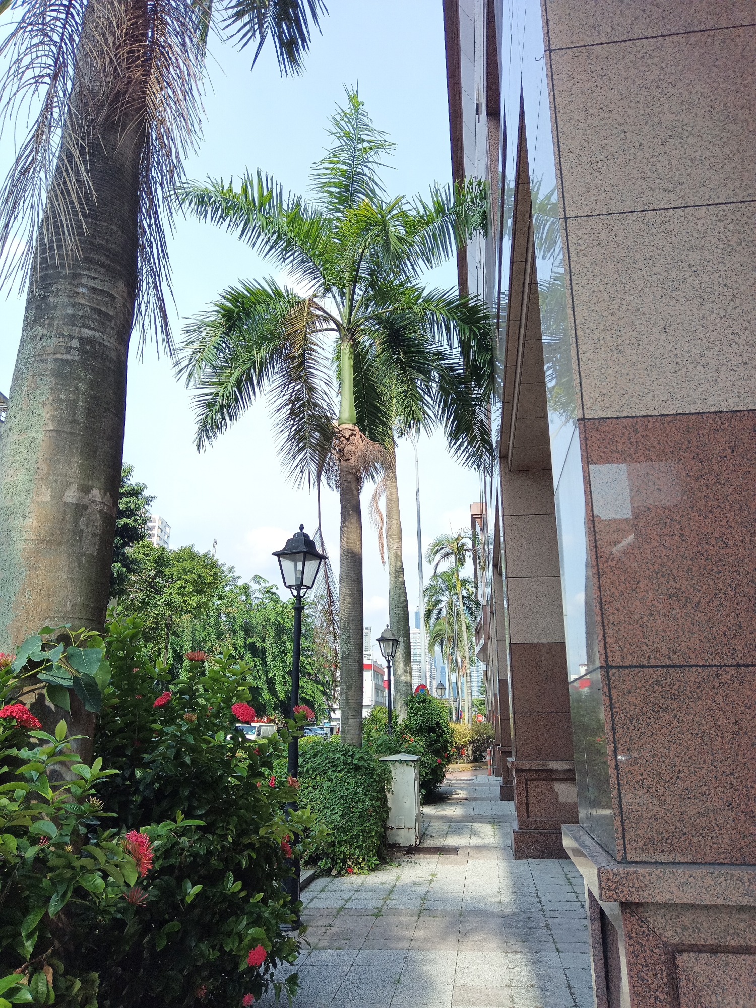 This is a daytime, eye-level, outdoor shot of a paved walkway alongside a modern building with a granite facade. Several palm trees of varying heights line the walkway, with lush green foliage and some flowering bushes in the foreground. A traditional black lamppost stands on the left side of the walkway. In the background, more palm trees and buildings are visible, suggesting an urban environment. The light is bright, casting shadows on the walkway. The scene is likely in Kuala Lumpur, Malaysia, given the architectural style and prevalent palm trees.