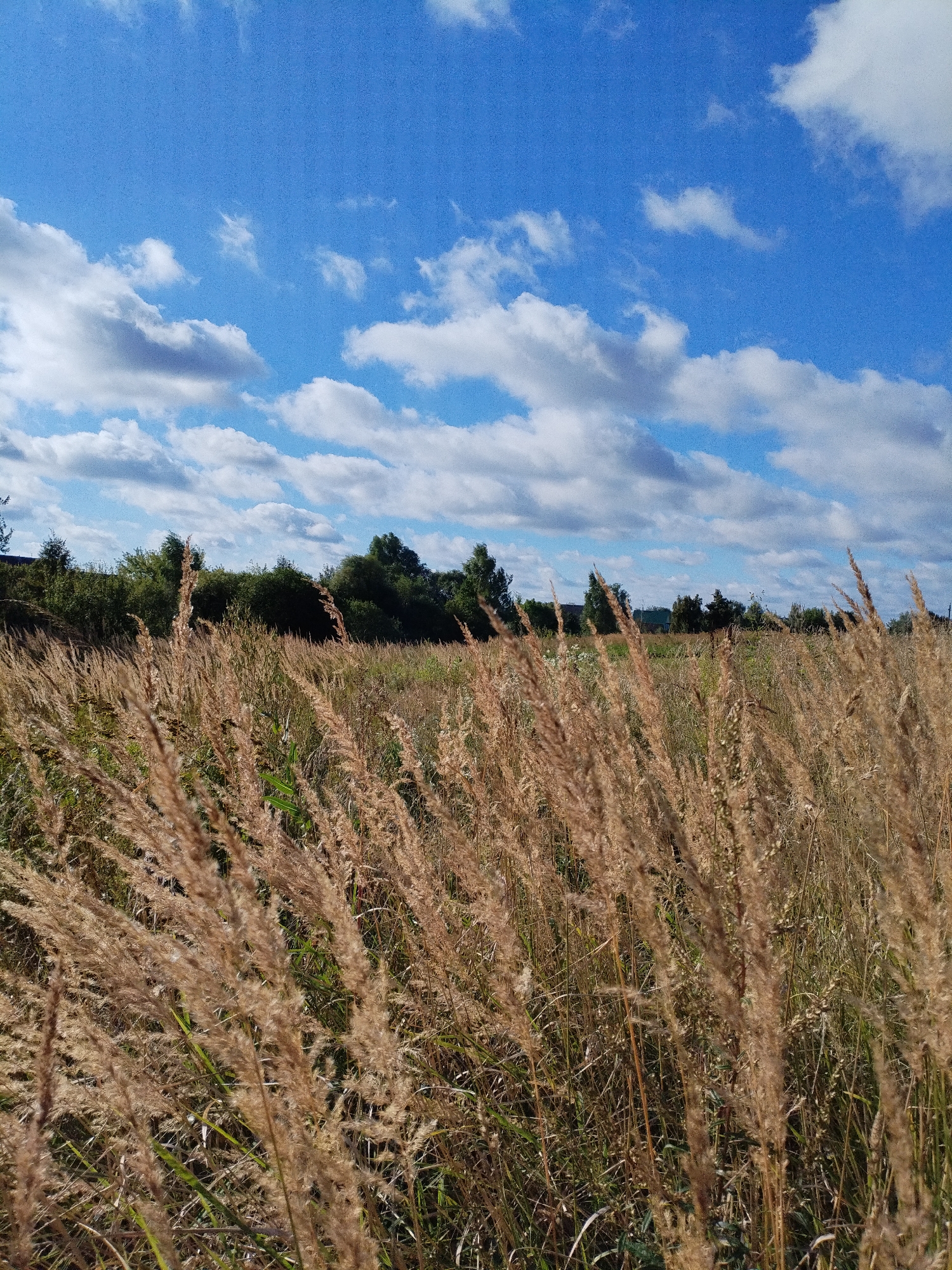 The image depicts a rural scene in Bialynichy, Belarus, under a partly cloudy blue sky. In the foreground, dry, golden-brown grasses are swaying, obscuring the view of the landscape behind them. Beyond the grasses, a line of dense green trees forms the horizon, with hints of buildings and structures visible through the foliage. The overall impression is one of a natural, open space on a bright day.