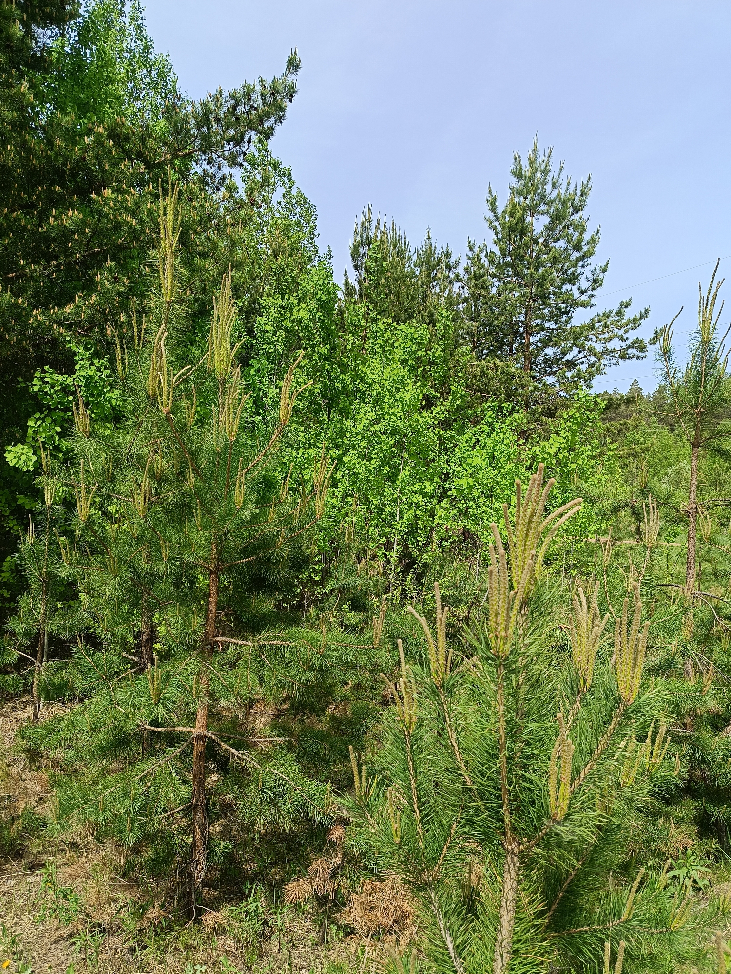 The image depicts a forest scene, possibly a pine plantation, with young pine trees in the foreground and a mix of deciduous and coniferous trees in the background. The sky is visible at the top, appearing light blue. The pine trees in the foreground have elongated, upright structures on their branches, suggesting they are in the process of producing new growth or cones. The ground appears to have dry vegetation and some green grass. It is unknown if this image was taken in Chaikovsky, Russia.