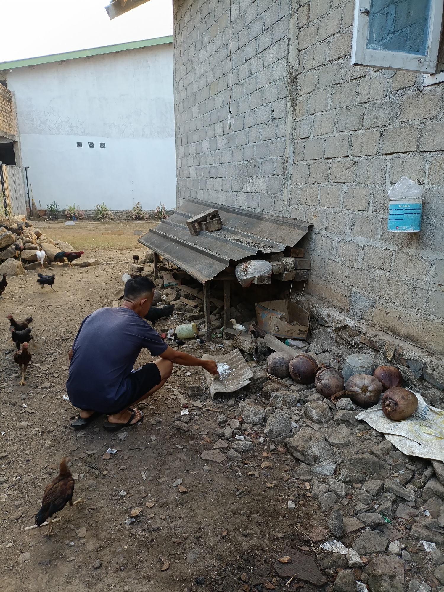 In a rural outdoor environment in Sumberejo, Indonesia, a man kneels on the ground. He is wearing a dark blue t-shirt and black shorts, with dark sandals on his feet. He is reaching out to a pile of white powdery material on a piece of corrugated metal. Scattered around him are several coconuts, rocks, and debris. A number of chickens are present in the scene, some of which are pecking at the ground or moving around the man. In the background, a rudimentary shelter made of corrugated metal and wood is visible, along with a brick building. Another building with a white wall and three small square openings is also in the background, along with some sparse vegetation.
