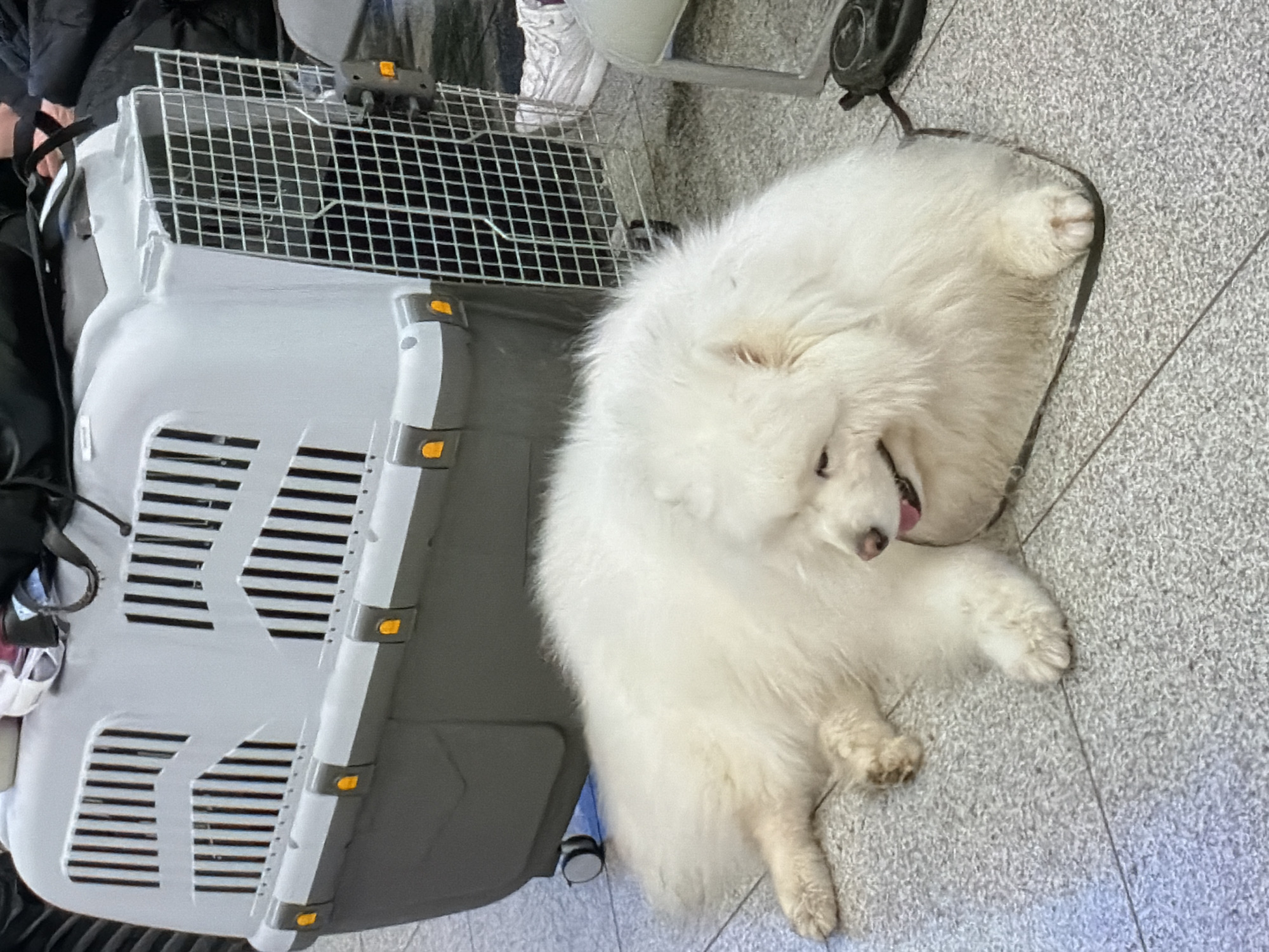 Observed in an unknown city, is a white Samoyed dog, lying on a gray tiled floor next to a gray dog carrier with horizontal slats and orange fasteners. The dog is sprawled out, with its head resting on its paw and its tongue slightly protruding. Adjacent to the carrier is a white sneaker and parts of a wheelchair. The environment appears to be an indoor space with artificial lighting. No people are fully visible, although parts of clothing and accessories indicate their presence. The main action is the dog resting.
