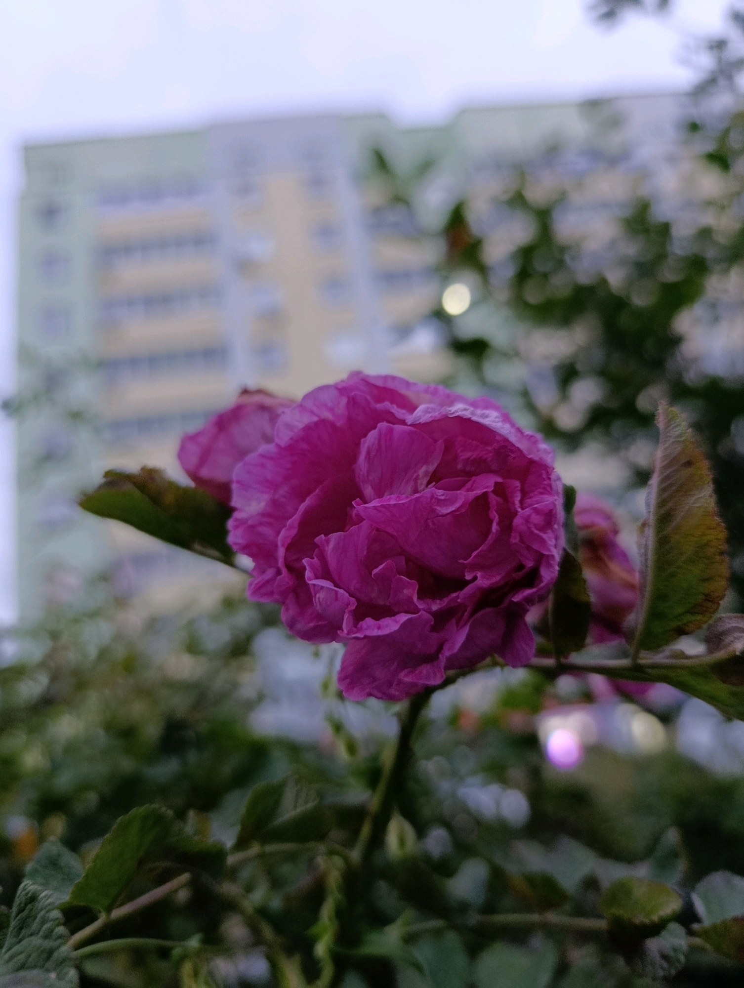 A close-up, low-angle shot focuses on a vibrant pink, multi-petaled flower in the foreground. The flower is slightly out of focus, with delicate, crinkled petals. Behind the flower, out-of-focus elements create a bokeh effect. A muted, blurred building with a cream-colored facade and horizontal yellow or light beige stripes is visible in the background, suggesting an urban or suburban setting. The sky above is overcast and light gray. Green foliage, also blurred, surrounds the flower and fills the lower portion of the frame, indicating a natural element within the urban landscape. The scene appears to be outdoors, likely in a residential area of Chaikovsky, Russia, given the presence of a multi-story building. No people or animals are present in the image.
