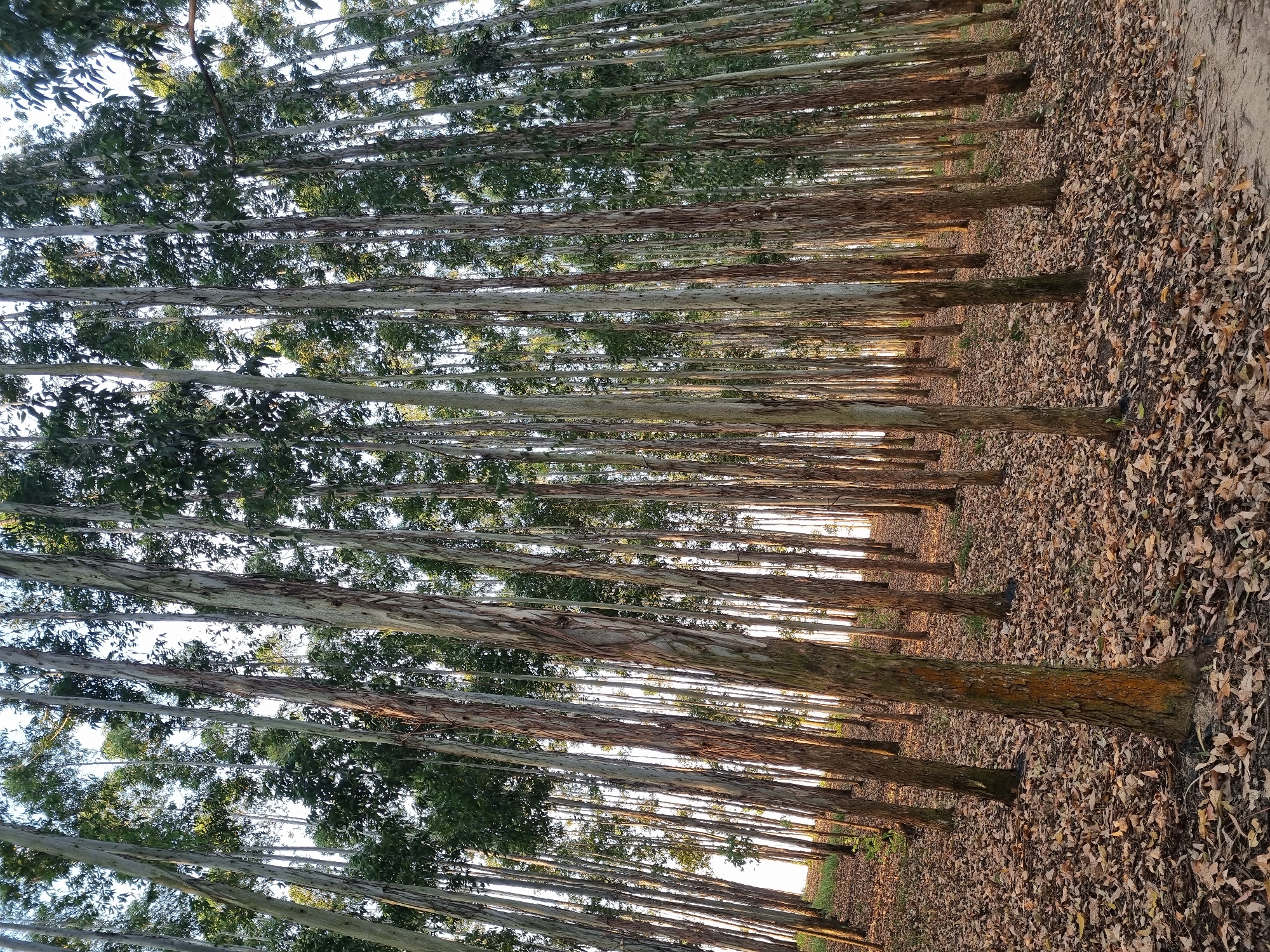 A low-angle, wide shot captures a dense forest of tall, slender eucalyptus trees in Laranjal Paulista, Brazil. The trees, with their characteristic smooth, peeling bark in shades of gray and brown, stand in striking vertical lines against a pale sky. The ground is carpeted with a thick layer of fallen, dry leaves in autumnal hues of brown and orange, suggesting a possible dry season. The sunlight filters through the canopy, creating dappled light and shadow play on the trunks and the leaf-strewn forest floor. No people or animals are visible in the scene. The environment is one of natural quietude, showcasing the repetitive patterns of the uniform tree growth.