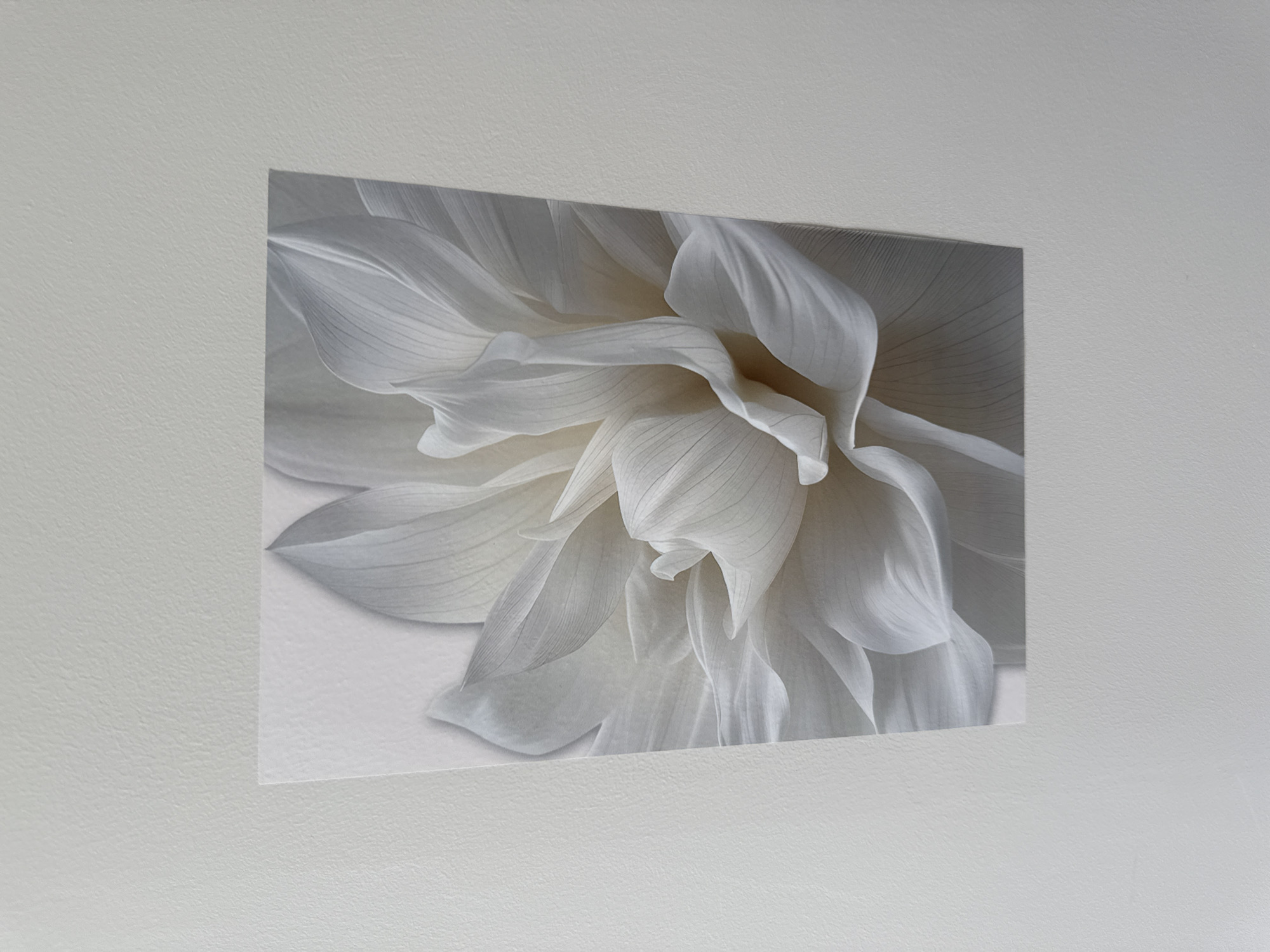 A close-up photograph shows a white textured wall with a rectangular piece of paper or cardstock adhered to it. The paper contains a close-up, monochromatic image of a white flower with delicate, layered petals. The flower's petals are soft and flowing, with visible veins and subtle shadows that create depth. The lighting is soft and diffused, highlighting the texture and form of the petals. The background of the paper is a lighter shade of white, creating a subtle contrast with the flower. The paper is positioned slightly off-center on the wall, with its top edge angled upwards to the right. The wall itself has a slightly textured, matte finish and is painted in a very light, neutral color. There are no people or any other objects visible in the scene. The image appears to be taken indoors, with natural or diffused artificial light.