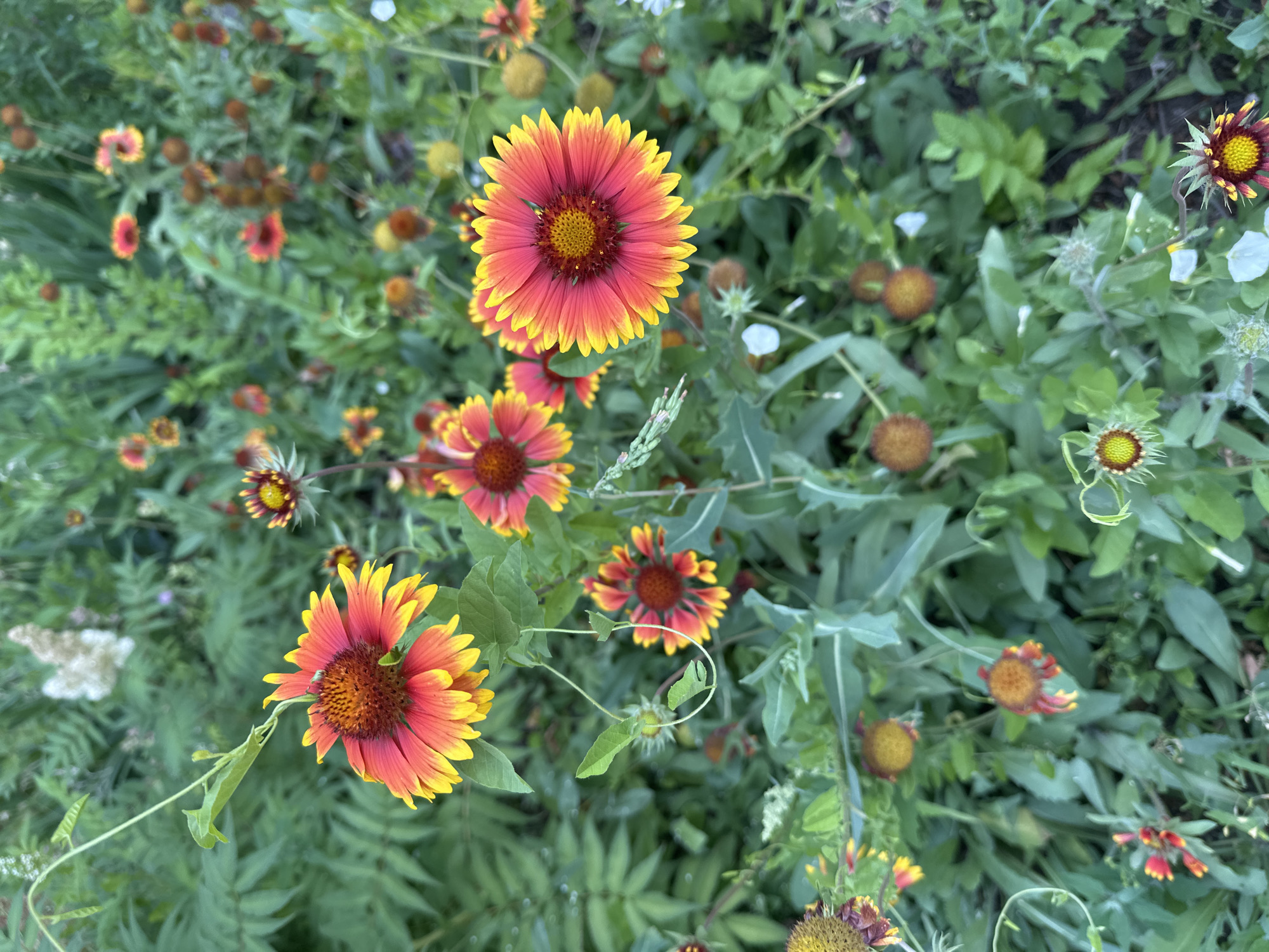 The image displays a close-up, high-angle view of a cluster of Blanket Flower (Gaillardia) plants in bloom, set against a backdrop of lush green foliage. The flowers are predominantly red and yellow, with intricate petal structures and dark, textured centers. Several of the flowers are in full bloom, while others are in various stages of development, including seed heads. The greenery surrounding the flowers is varied, with some feathery leaves and longer, winding vines. The overall impression is of a natural, somewhat wild garden setting. The image does not contain any people, specific landmarks, or urban elements that would suggest a particular location within the city of Togliatti, Russia. It is a nature-focused scene.