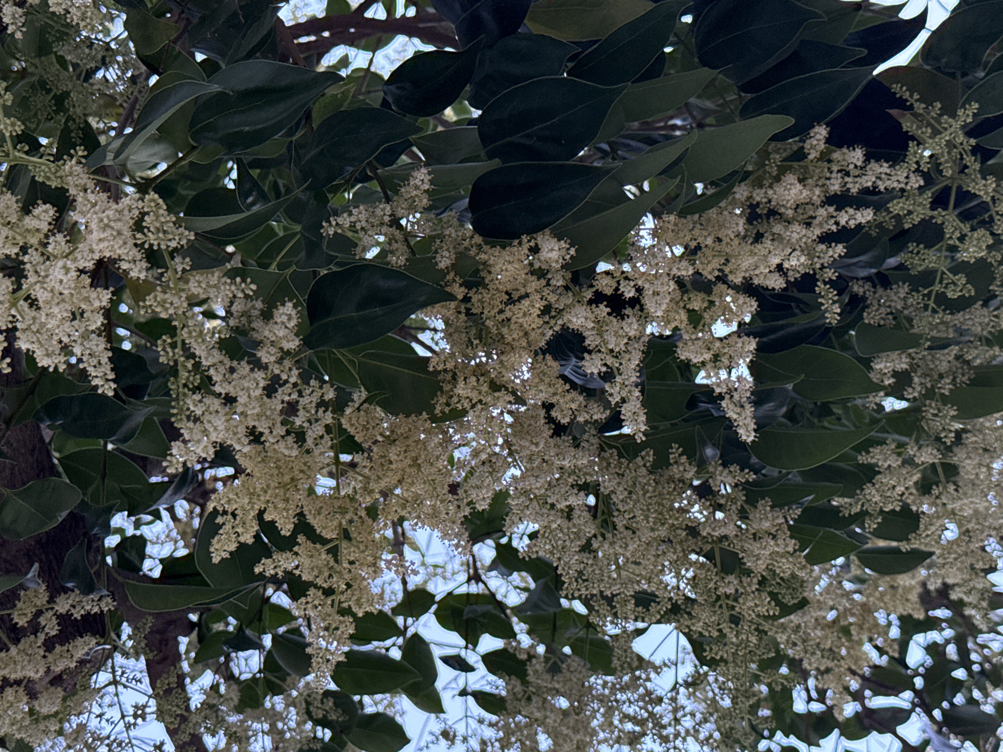 This image shows a close-up, upward view of a tree with dark green leaves and clusters of small, white flowers. The flowers are abundant, hanging in pendulous bunches, creating a delicate and airy appearance against the darker foliage. The sunlight filters through the leaves and flowers, creating bright highlights and a slightly dappled effect, suggesting it is daytime. The sky is visible in patches through the canopy, appearing light blue with some white areas, possibly indicating clouds or bright sunlight reflections. The perspective is from below, looking up into the tree. The scene is natural, likely an outdoor setting in a park or garden. There are no people, objects, or text visible in the image. The overall impression is one of natural beauty and the fullness of a blooming tree. The context of Barcelona, Spain, suggests this could be a common flowering tree found in Mediterranean climates.