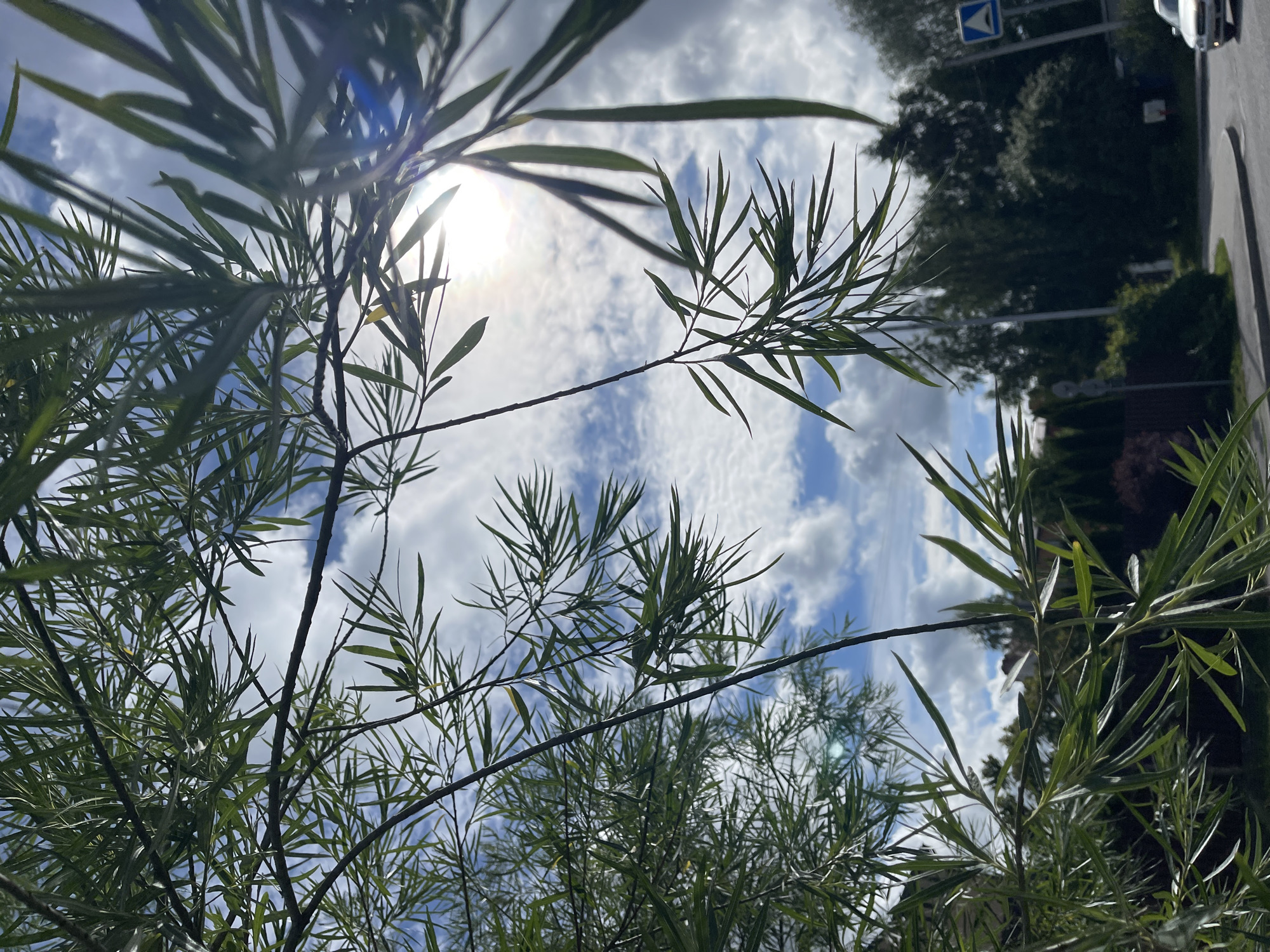 The image captures a close-up view of green foliage against a cloudy sky, with the sun partially visible and creating lens flare. The branches and leaves of a tree dominate the foreground, obscuring much of the background. In the distance, a street curves to the right, bordered by trees and some buildings. A light-colored car is visible on the street, and a blue traffic sign with a white triangle inside is mounted on a pole to the right of the road. The scene suggests an outdoor, daytime setting, possibly in a residential or semi-urban area of Zelenogradsk, Russia. There are no visible people or specific actions taking place.