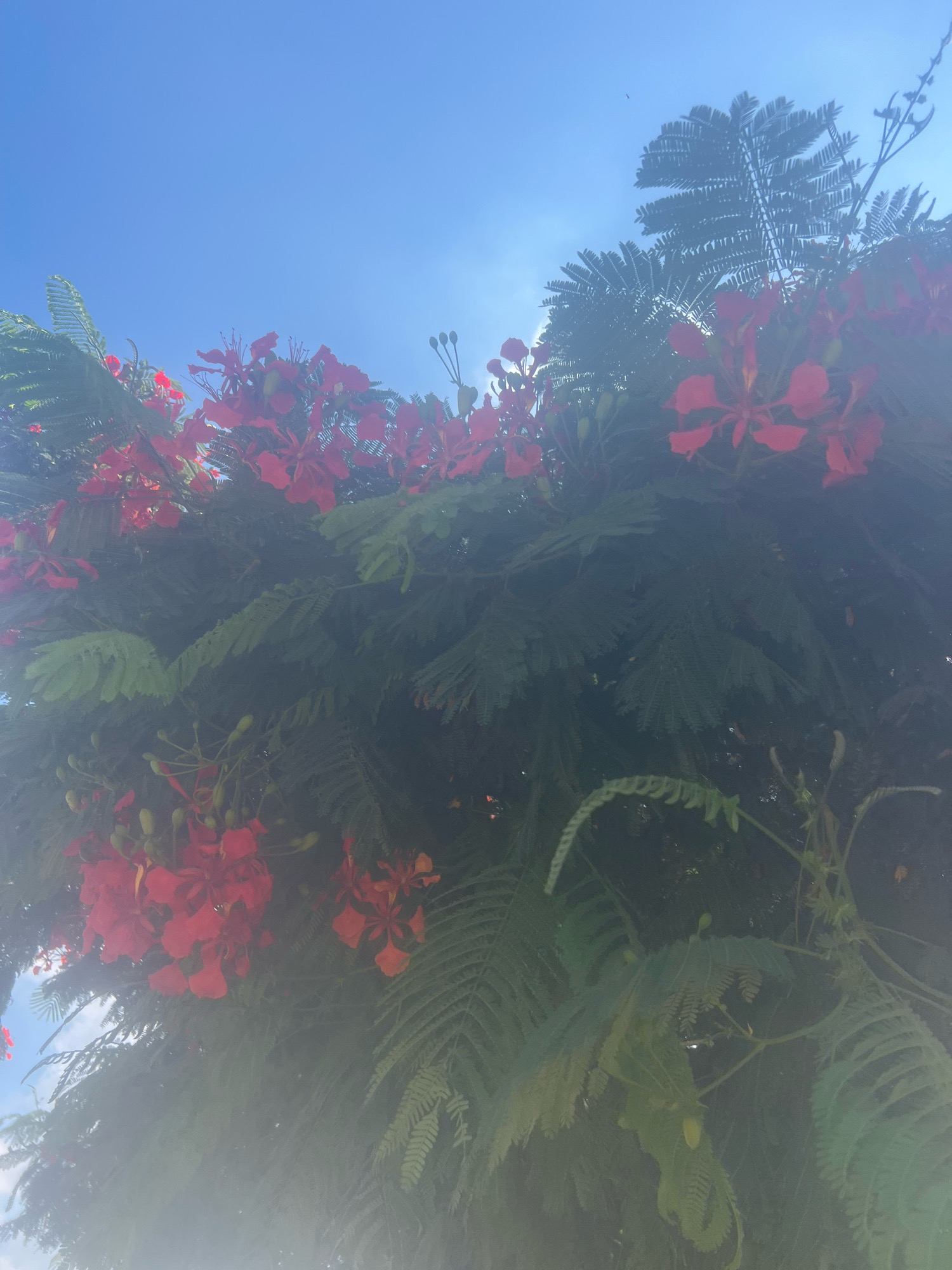 This is an upward-angle, medium shot of a flamboyant tree with bright red flowers and delicate green foliage against a clear blue sky with some hazy sunlight. The tree is in bloom, with numerous clusters of red flowers, some in full bloom and others still in bud. The leaves are feathery and compound, characteristic of the flamboyant tree. A few thin branches with buds are visible, adding to the sense of the tree in its prime. The overall impression is one of vibrant natural beauty. This image was captured in the city of Hadera, Israel.
