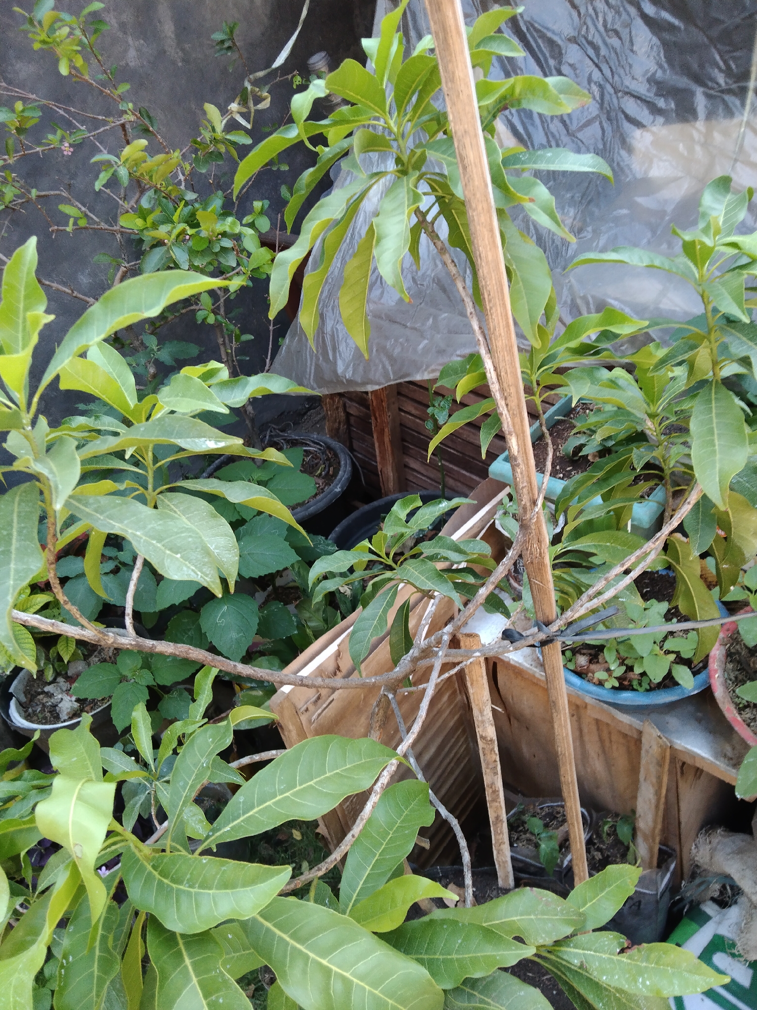 The image depicts a collection of potted plants, primarily leafy green vegetation, arranged outdoors. The plants are in various sizes of pots, some appearing to be made of plastic and others a dark gray material. A wooden stake, likely used for support, is prominent in the foreground, tied to some of the plant stems with dark string. In the background, a grey, textured wall is visible, possibly a building exterior. Behind the plants, a plastic sheeting is draped, and parts of a wooden structure are also present. The overall impression is of a small garden or an outdoor planting area. The scene is likely located in the city of Kelet, Indonesia, based on the provided context, though no specific visual cues within the image confirm this location. There are no people or animals visible in the image, and no specific actions or interactions are taking place. The lighting suggests it is daytime.