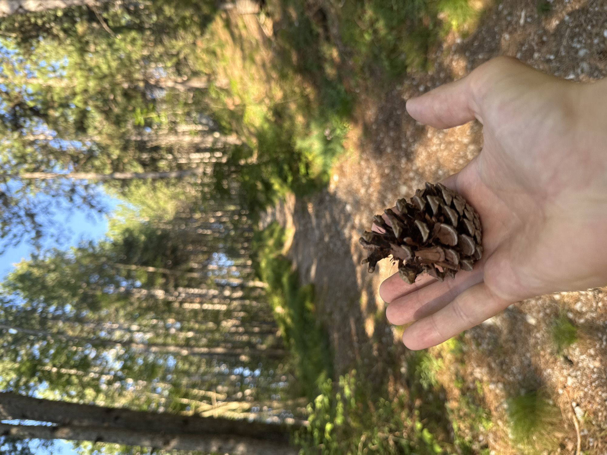 In Molveno, Italy, a hand is shown cradling a pinecone in the foreground. The hand is open, with the pinecone resting on the palm and fingers. The background reveals a forest path winding through tall trees. The path is covered in gravel and pine needles, with patches of greenery on either side. The sunlight filters through the leaves, creating a dappled effect on the forest floor. The scene evokes a sense of peaceful immersion in nature.