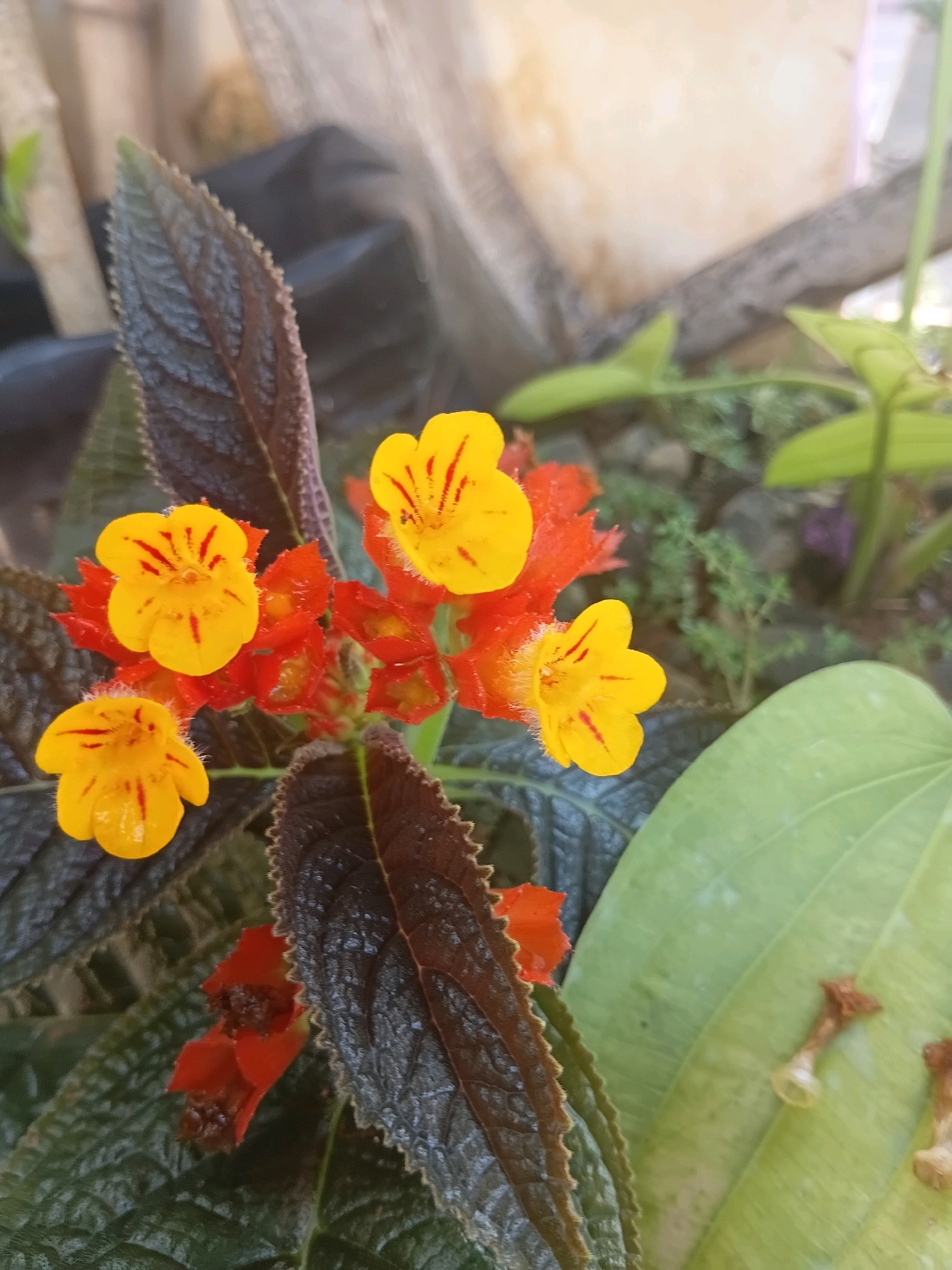 In Cikal, Indonesia, a close-up photograph captures a cluster of vibrant yellow and red flowers with dark, textured leaves. The flowers, which appear to be bell-shaped with red stripes, are the focal point, with several in bloom and some buds visible. The surrounding foliage is a mix of deep green and reddish-brown, with serrated edges on the leaves. The background is softly blurred, suggesting an outdoor setting, possibly a garden or potted plant arrangement, with hints of other plants and what appears to be a dark plastic pot. The lighting suggests it is daytime, with natural light illuminating the scene.