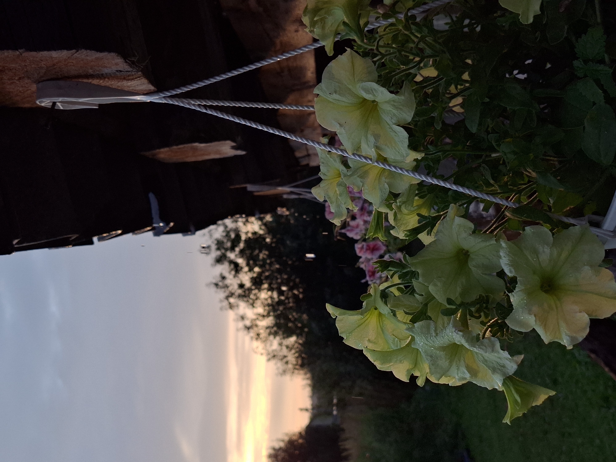 The image captures a close-up view of pale yellow petunia flowers, some of which are adorned with tiny water droplets, suggesting recent rain or dew. These flowers are suspended in a planter, supported by a twisted rope tethered to a wooden structure, possibly part of a porch or overhang. The background reveals a soft sunset sky painted in hues of orange and pale blue, with silhouetted trees and a grassy area in the distance. The orientation of the image is on its side. The time of day is clearly dusk, with the warm glow of the setting sun illuminating the flowers and the sky. The scene evokes a peaceful and serene atmosphere, likely from a garden or outdoor patio setting in Karsha, Russia. There is no visible text in the image.