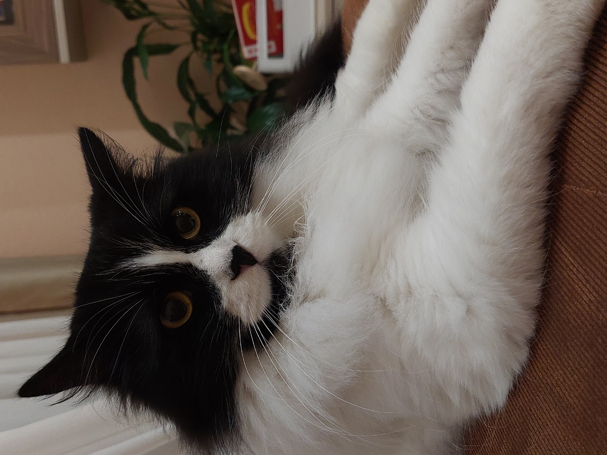 A fluffy black and white domestic cat is depicted lying on a brown, ribbed upholstered surface, resembling a sofa or armchair. The image is rotated 90 degrees counter-clockwise, showing the cat resting on its side with its head turned to gaze directly at the camera. The cat possesses striking amber-gold eyes with somewhat dilated pupils, a small black nose, and an array of long, prominent white whiskers. Its fur is a blend of dense white on its chest and paws, and sleek black on its head and portions of its body, creating distinctive facial markings. In the background, a light-colored wall is visible, along with blurred green foliage from an indoor plant. The cat's relaxed posture and direct, curious gaze suggest a moment of calm or playful attention. The setting is clearly indoors, likely illuminated by ambient daylight or indoor lighting. No text is visible in the media file.