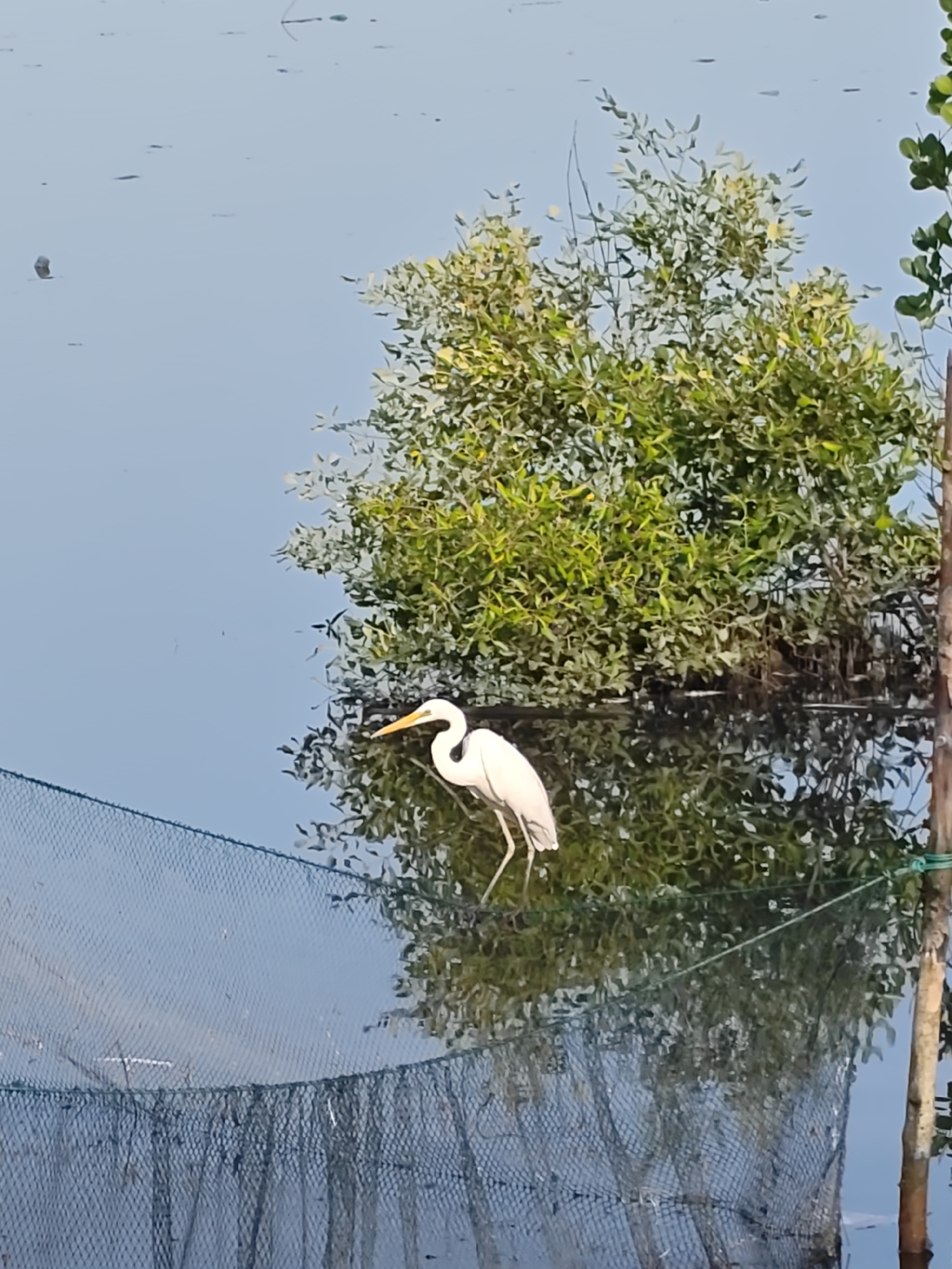 A white egret stands on a net in the water, positioned near a tree. The tree and the egret are reflected in the water. This photo was taken in the city of Lhokseumawe, Indonesia.