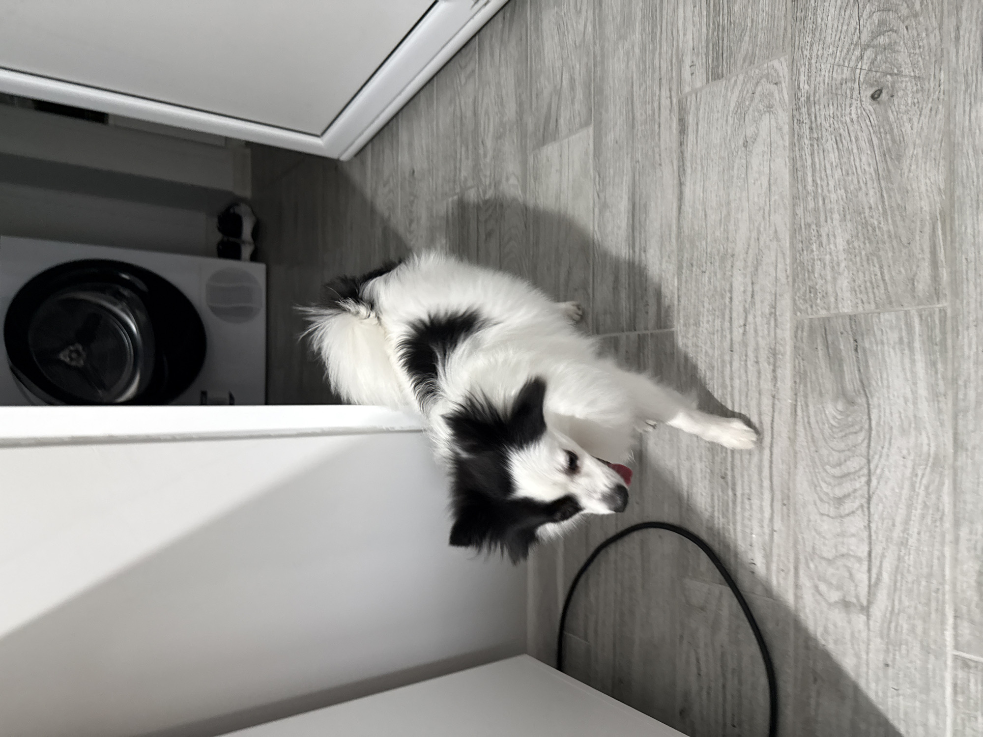 An indoor scene in Stara Zagora, Bulgaria, features a small, fluffy, black and white dog walking on a light grey, wood-look tiled floor. The dog, positioned centrally, has prominent black patches on its ears and back, and its tongue is slightly visible. To the left, a white wall or cabinet runs parallel to the frame, with a black electrical cable coiled on the floor nearby. To the right, a white door frame is visible. In the background, through an open doorway, a white front-loading washing machine or dryer with a dark circular door is present. A pair of dark shoes rests on the floor behind the appliance. The walls are white.