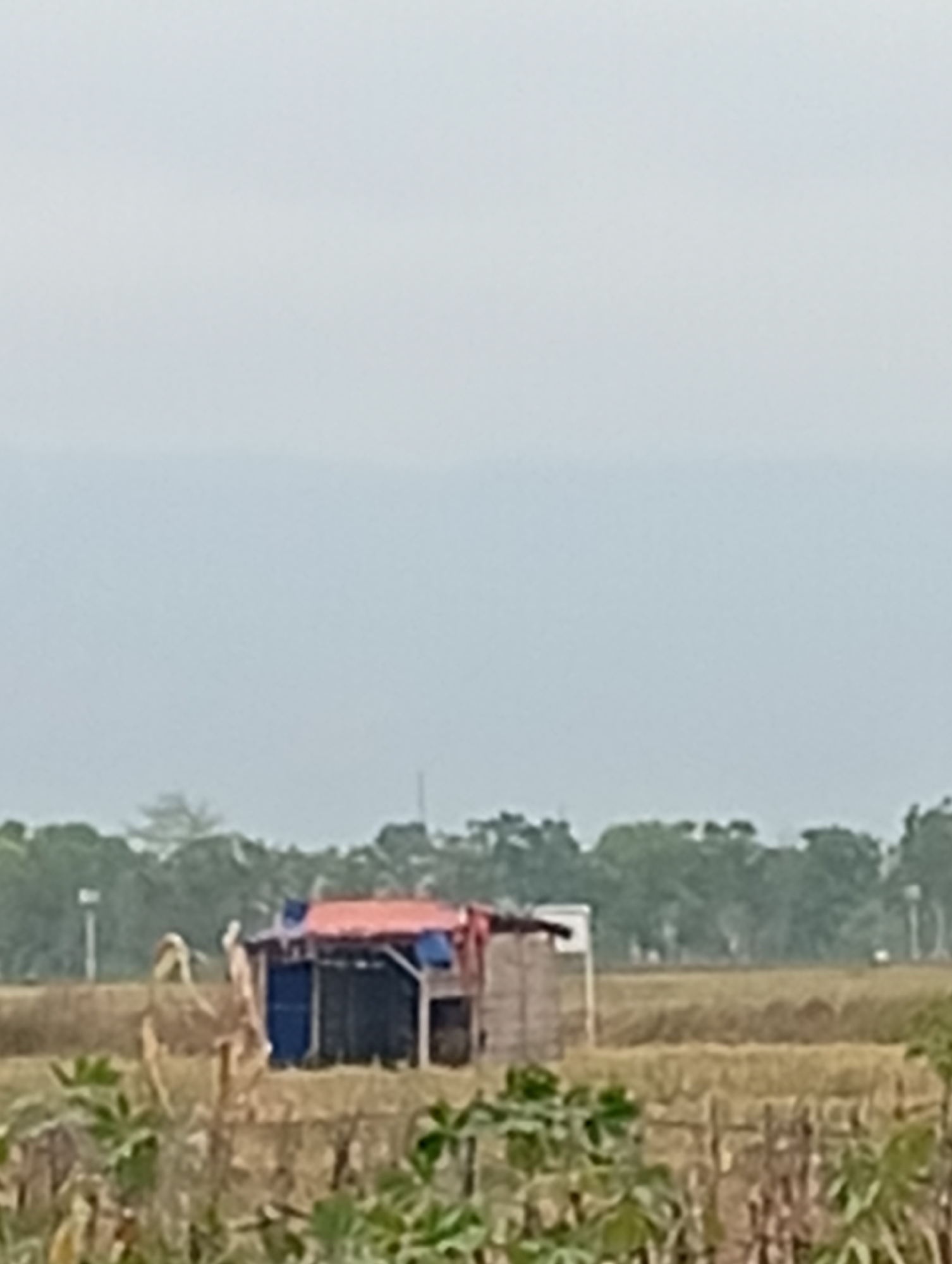The image depicts a rural scene with a small, weathered structure in the middle ground. The structure appears to be a shack or a small storage building, possibly made of wood and corrugated metal. It has a reddish-orange tarp for a roof and blue sheeting on one side. The building is situated in a dry, harvested field, with stubble from a previous crop visible. In the foreground, there are some leafy plants, also appearing somewhat dry. The background is dominated by a line of trees and a hazy, overcast sky. The overall impression is one of simplicity and a potentially arid environment. There are no people visible in the image.