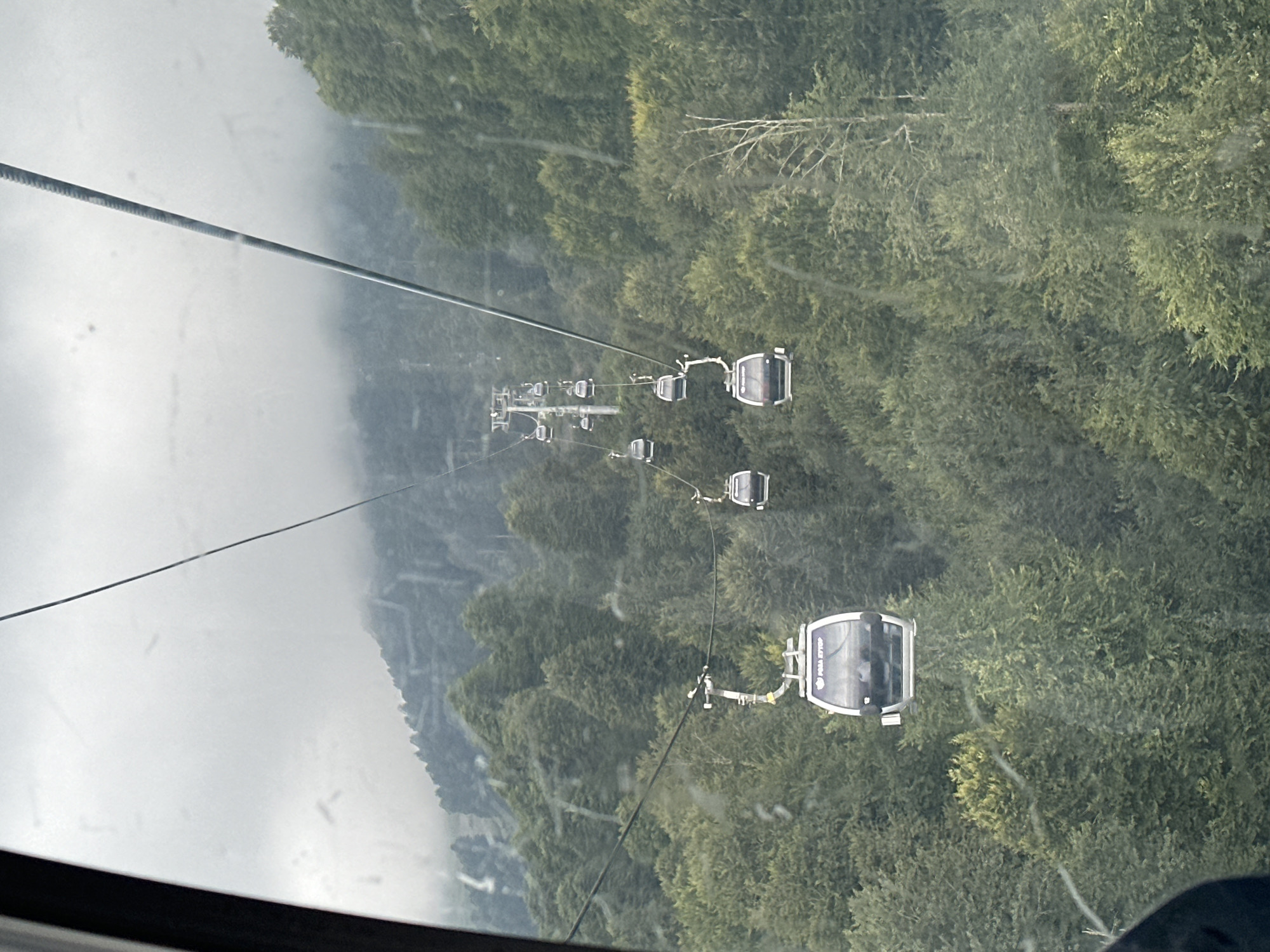 The image depicts a view from a ski lift gondola in Estosadok, Russia, looking down a mountainside covered in dense green forest. The sky is overcast and appears misty, obscuring the upper reaches of the mountains. Multiple gondolas are visible on the cable system, ascending and descending the slope. One gondola in the foreground, viewed from the front, has "ROSA KHUTOR" text visible on its exterior. The trees are predominantly deciduous, with varying shades of green foliage. Some dead trees with bare branches are also scattered throughout the forest. The overall impression is of a cloudy, humid day in a mountainous, forested region.