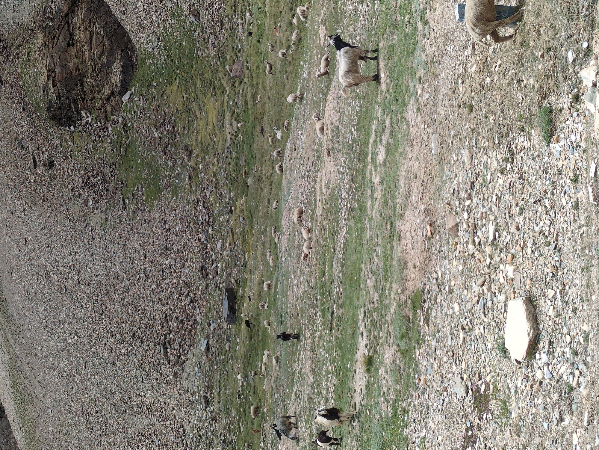 In Killingsarai, India, a flock of sheep and goats are spread across a rocky, mountainous terrain dotted with patches of green grass. A large, dark rock formation juts out from the hillside in the background. Several sheep are lying down, while others graze or stand. A few goats are also visible, some standing and one in the foreground with black markings on its head and a shaggy white body. The ground is covered in small stones and gravel, with sparse vegetation. The overall scene depicts a pastoral landscape.