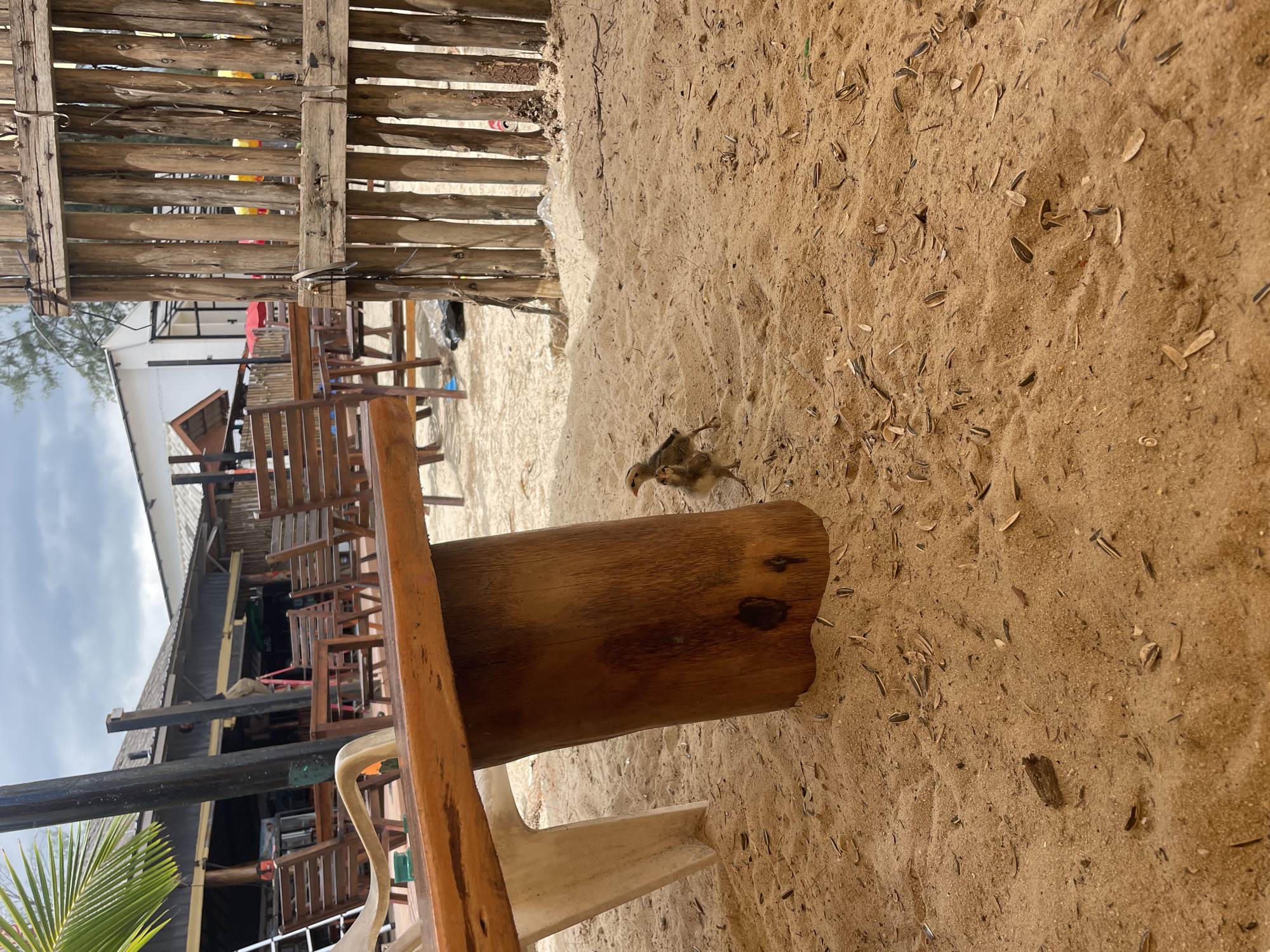 The scene is in Choeng Thale, Thailand, featuring a sandy area with scattered seeds. A rustic wooden fence and a partial view of a building with an awning and chairs are in the background. In the foreground, there is a wooden bench with a white plastic chair partly visible. A small bird stands on the sand.