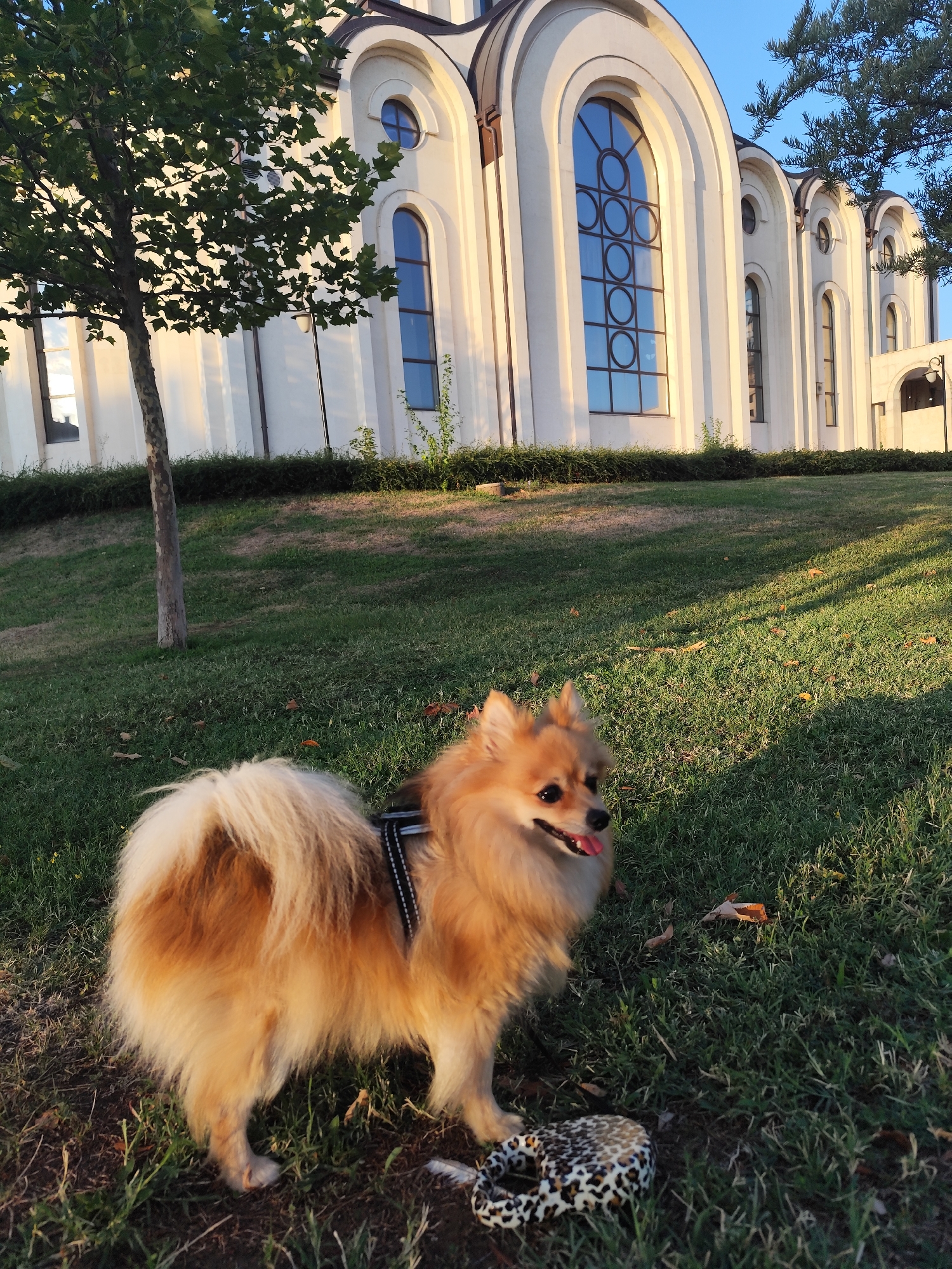 A fluffy, tan Pomeranian dog stands on a grassy lawn in front of a white building with arched windows. The dog is wearing a black harness and has its tongue hanging out. Next to the dog is a leopard-print toy. The building appears to be a church or similar public structure, with its facade illuminated by the warm light of either sunrise or sunset. The trees and grass are also bathed in this golden light, casting long shadows across the ground. The sky is a clear blue. The location is the grounds of the St. Sofia Church in Montana, Bulgaria.