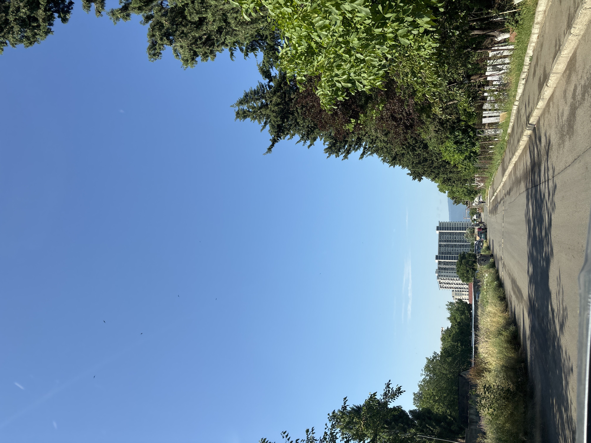 The image depicts a street scene in Tbilisi, Georgia, under a clear blue sky dotted with several small birds in flight. The perspective is from a vehicle looking down a paved road that curves slightly to the right. Tall evergreen trees line the right side of the road, interspersed with a green leafy tree and a reddish-brown leafy tree. A white picket fence with some sections painted, and a wire fence, run along the property behind the trees. The left side of the road is bordered by a patch of tall, dry grass and wildflowers, with some trees further back. In the distance, a cluster of tall, modern buildings stands against the horizon, with mountains visible beyond them. A sidewalk runs along the right side of the road. There are a few parked cars and two individuals walking in the distance on the right side of the road. The road itself is asphalt and shows signs of wear. Shadows from the trees stretch across the road.