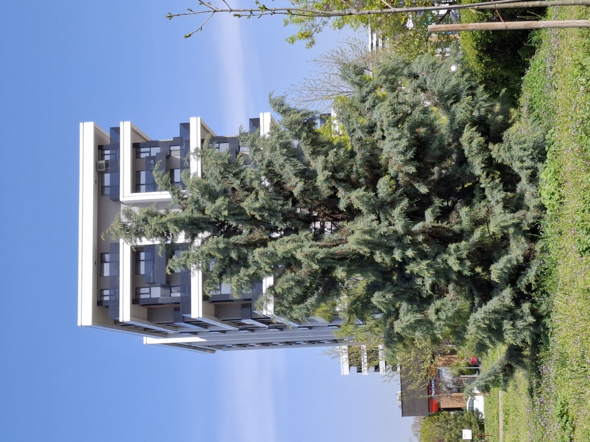 The image displays a modern architectural building juxtaposed with lush natural elements under a clear blue sky. A multi-story, contemporary building with a light-colored (likely white or light gray) facade and dark-framed windows or balconies occupies the left side of the frame. Its design features distinct vertical and horizontal elements.
A large, dense evergreen tree, possibly a cedar or cypress, stands prominently in the foreground, obscuring the middle and lower sections of the building. To the right, a vibrant green hedge or ground cover, interspersed with small purple flowers, forms a dense natural barrier. Branches with fresh green leaves are visible against the sky in the upper left corner.
The sky is a bright, clear blue with a faint, wispy cloud streak. The scene is well-lit, indicating a sunny daytime setting, likely morning or afternoon. In the background, behind the greenery on the lower right, another building is visible, bearing a sign with the text "Post Bank". A white vehicle is partially discernible behind the foliage near this banking establishment. The overall impression is a serene urban or suburban landscape.