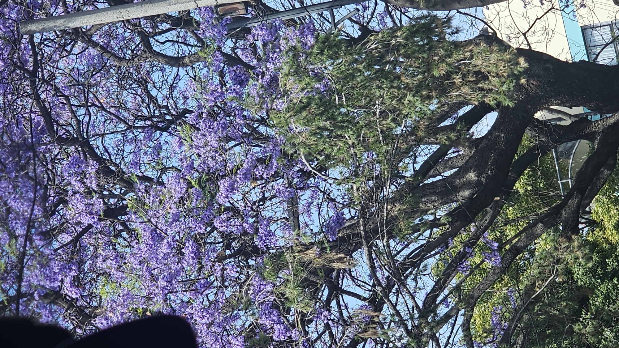 The image, likely taken in Mexico City, Mexico, depicts a view looking up into the canopy of trees, with a focus on Jacaranda trees in full bloom. The distinctive purple flowers of the Jacarandas dominate the left side of the frame, contrasting with the blue sky visible through the branches. On the right side, coniferous trees with green foliage are also present. Dark, thick tree branches are visible throughout the composition, adding structure and depth. A building with a window and light blue paint is visible in the upper right. Light poles and wires cut across the top of the image. A dark object is in the bottom left corner, obscuring the view.