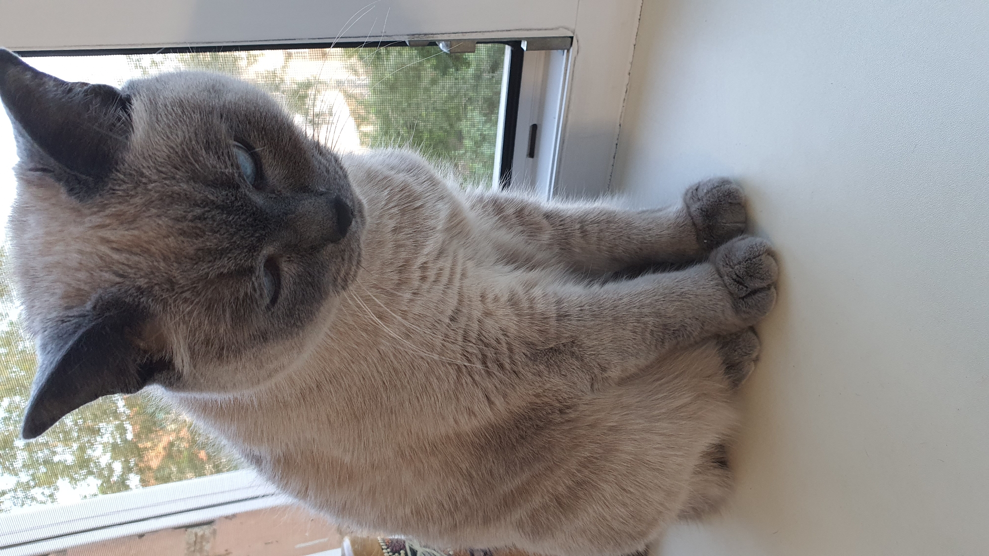 A domestic cat, likely of Siamese lineage, with grey fur and striking blue eyes, is seated on a white windowsill. The cat is looking downwards with a contemplative or perhaps slightly sad expression. Behind the cat, a window with a mesh screen is visible, revealing green trees and foliage outside, suggesting an outdoor environment. The background also includes a sliver of a building exterior, possibly a brick wall, and a white window frame. The lighting suggests it is daytime, possibly late morning or early afternoon, casting a soft glow on the cat's fur. The scene appears to be indoors, with the cat positioned by a window, a common behavior for felines. The specific location of Krasnoyarsk, Russia, cannot be determined from the visual information provided in the image.