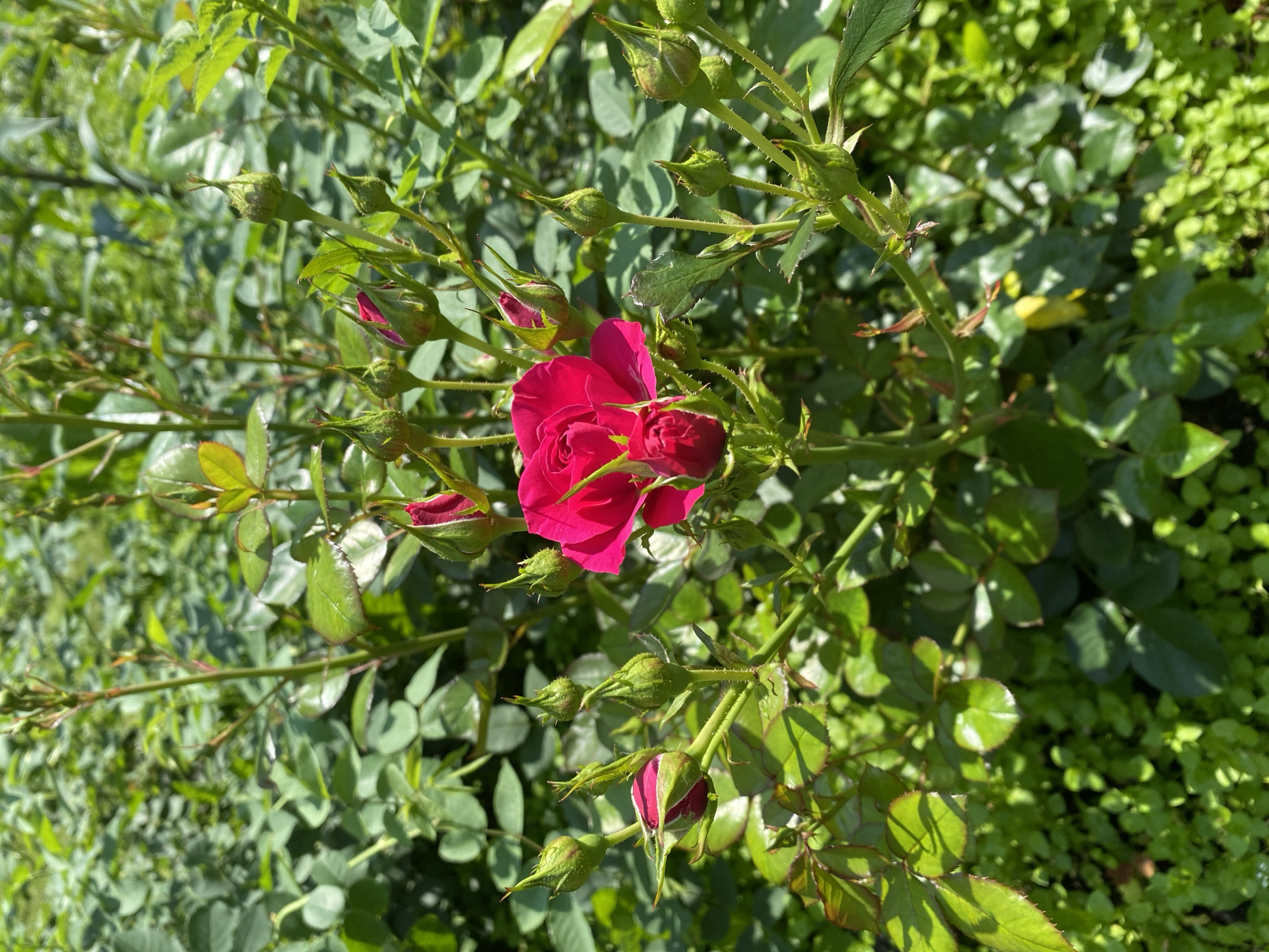 A single, fully bloomed bright red rose is centrally located in the image, surrounded by numerous rose buds and lush green foliage. The rose has multiple layers of petals, with the inner petals tightly furled and the outer petals slightly unfurled. The rose buds are a mix of green and deep pink, with some appearing to be on the verge of opening. The surrounding leaves are a vibrant green, some with a reddish tint along the edges, and appear healthy and well-lit by sunlight. The background is filled with more green leaves, creating a dense, natural setting. The overall scene suggests a rose bush in bloom, possibly in a garden or park. The location is Beryozovsky, Russia.