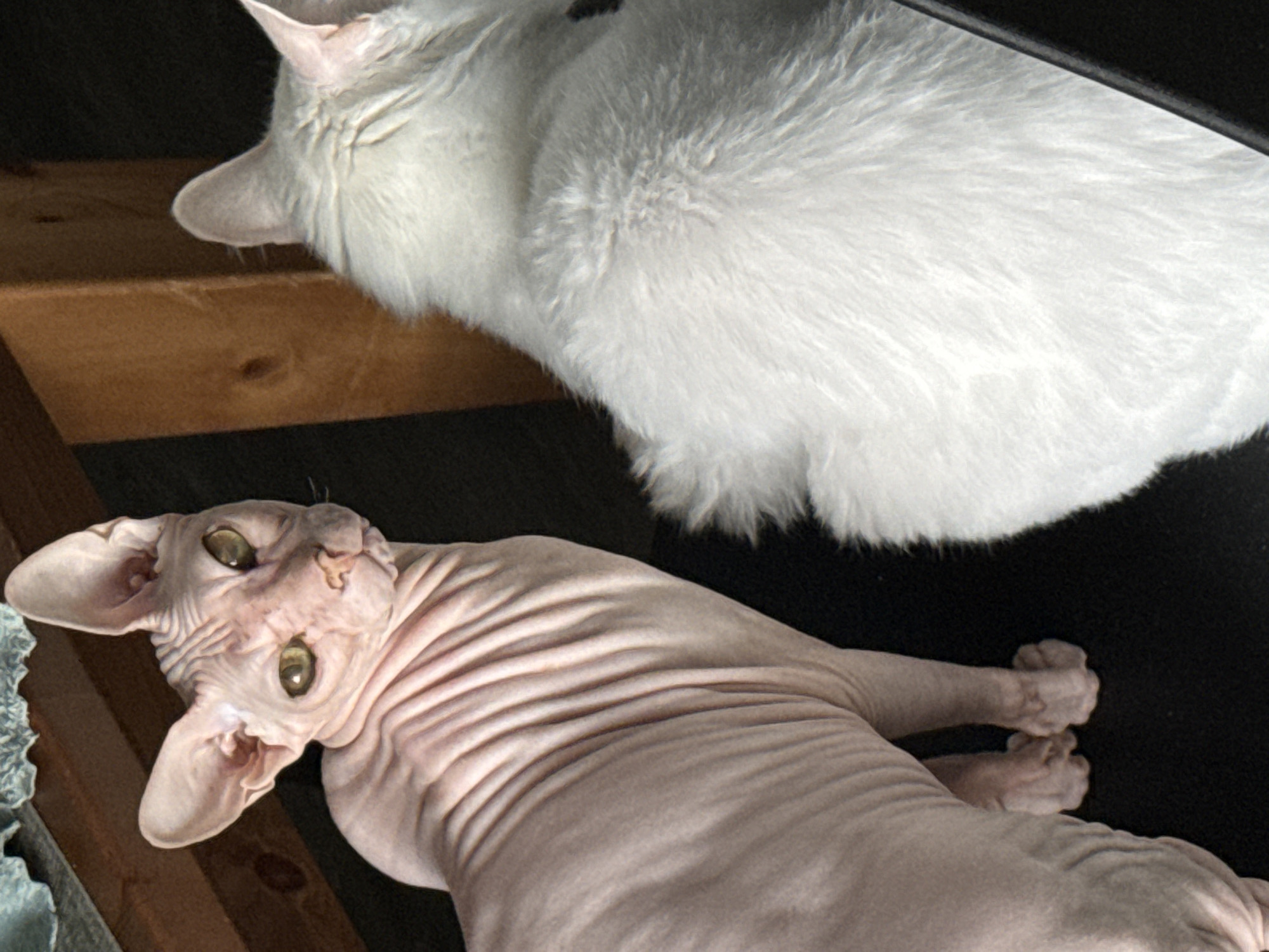 The image depicts two cats indoors. In the foreground on the left is a Sphynx cat, distinguished by its lack of fur and wrinkled pink skin. It is looking towards the camera with greenish eyes. To the right of the Sphynx cat, and slightly further back, is a long-haired white cat, facing away from the camera, with its back and head visible. The cats are on a dark surface, possibly a rug or couch. Behind the cats, there are wooden elements that appear to be furniture or part of a room's structure, with visible grain and knots in the wood. The lighting suggests an indoor environment, possibly illuminated by natural light from a window or overhead lighting. There is no indication of the specific location in Krasnoyarsk, Russia, as the image does not contain any identifiable landmarks or contextual clues to place it within that city.