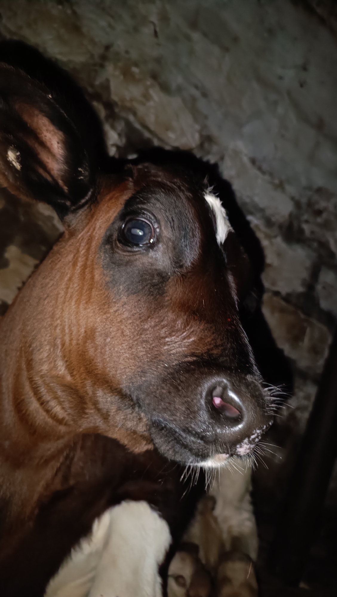 A close-up, eye-level shot shows the head of a brown calf against a dark, textured background. The calf's face is angled towards the left of the frame, with its large, dark eye clearly visible and reflecting light. A white marking is present on its forehead, above the eye. The calf's nose is dark and wet, with visible whiskers. Some of its brown fur is visible on its head and neck. In the background, the environment appears to be a dimly lit, possibly indoor space with a rough, possibly stone or concrete, wall. The lower part of the image shows the calf's body, including its white chest and possibly the head of another animal or part of the same calf obscured. The lighting is uneven, casting shadows and highlighting certain features of the calf's face.