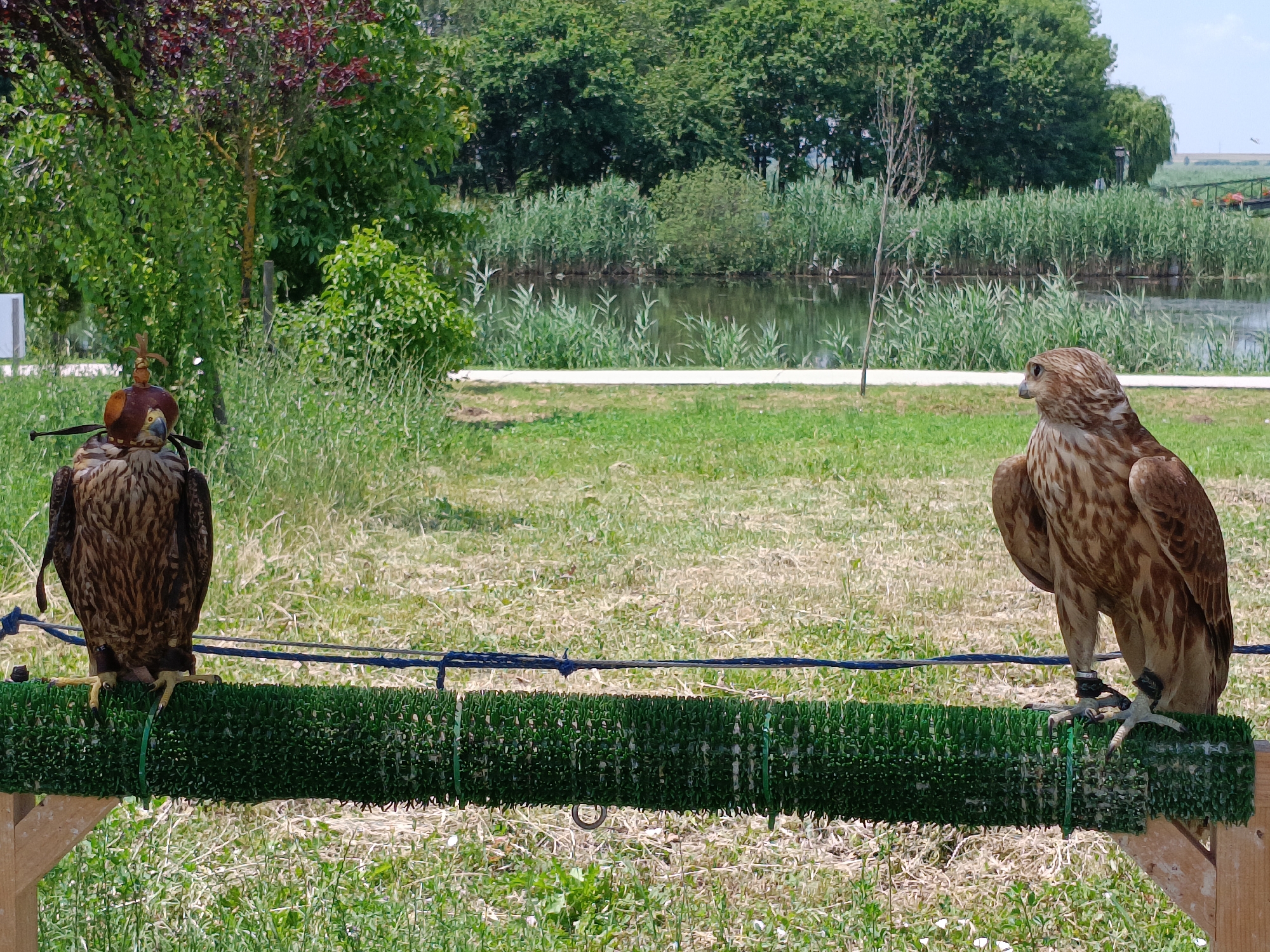In Comana, Romania, two falcons are perched on a green, textured bar supported by wooden posts. A blue rope is stretched across the top of the bar. The falcon on the left wears a brown hood and appears to be attached to something via straps around its legs. The falcon on the right is facing left, with its head turned to its left. The background features a body of water with reeds and trees lining the opposite bank. The ground in the foreground is covered in green grass with some patches of dry earth. Lush green foliage and trees are visible behind the birds and the water. The sky above is a clear, light blue.