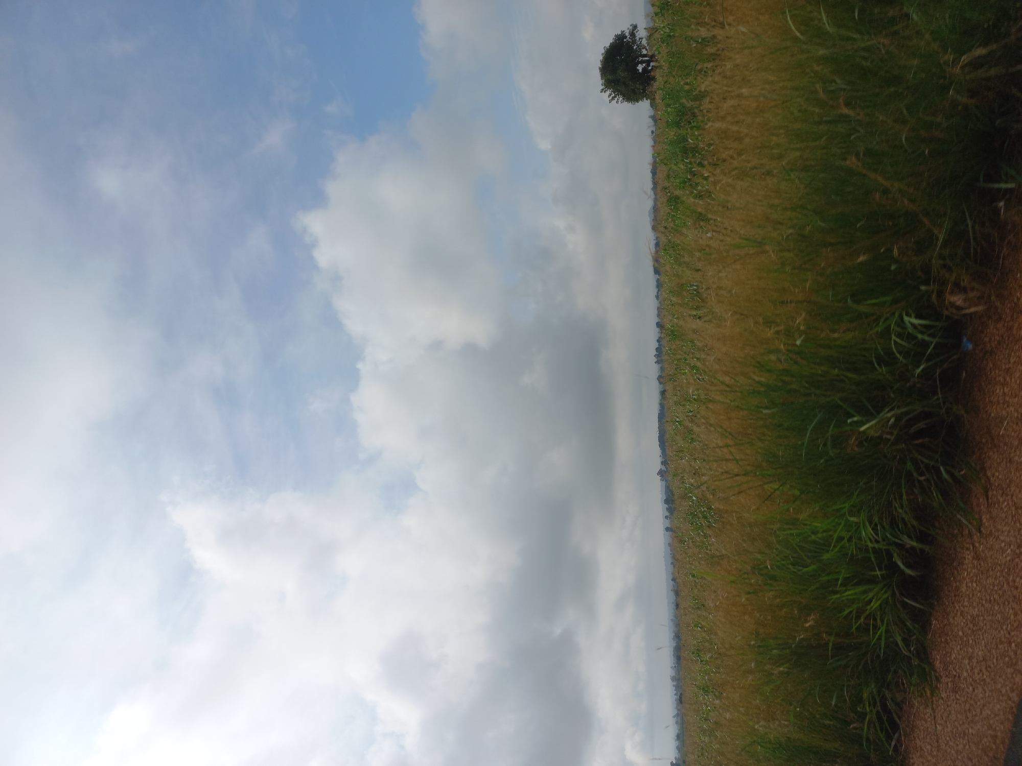 The image shows a vast, flat landscape with tall, dry grass in the foreground and middle ground. A few green plants are mixed with the dry grass. In the distance, a line of trees and hills can be seen. A single, large tree stands on the right side of the frame, in the middle ground. The sky is partly cloudy with patches of blue visible. The ground in the very foreground appears to be a dirt road. The scene depicts a rural or agricultural area, consistent with the outskirts of Mangu Halle, Nigeria. There are no people or animals visible in the image, and no specific actions or interactions are depicted. The overall impression is of a natural, open landscape under a partly cloudy sky.