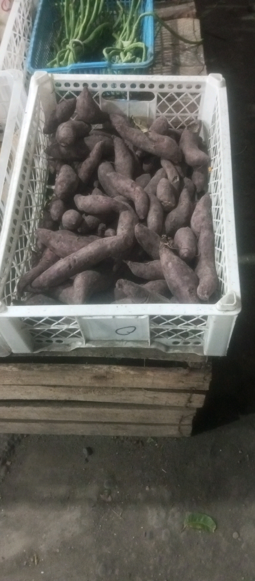 In Kediri City, Indonesia, this image captures a close-up view of a white plastic crate filled with dark purple-skinned sweet potatoes. The crate is positioned on top of a wooden pallet, which in turn rests on a dirt or concrete surface. In the background, another blue plastic crate is visible, containing long green beans. The lighting suggests it is either dusk or an indoor setting with artificial light. There are no people or animals visible in the frame.