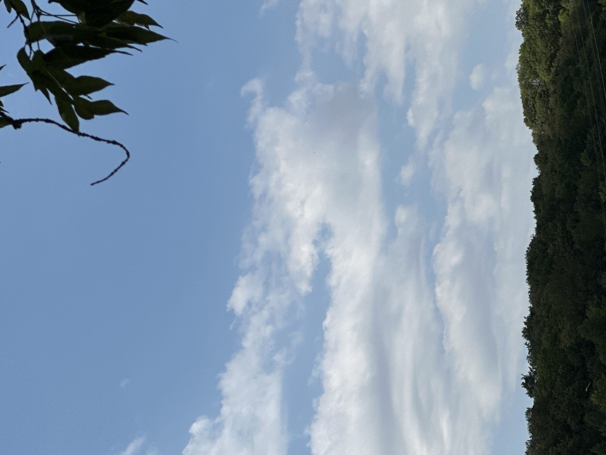 A view of the sky with scattered clouds above a tree line in Makiv, Ukraine. A dark branch with green leaves is visible in the upper right corner of the frame. The trees in the background are dense and dark green, suggesting a forest or thick woodland. The sky is a clear blue with white, fluffy clouds. There are no people or animals visible in the image. The overall scene depicts a natural landscape on a sunny day.
