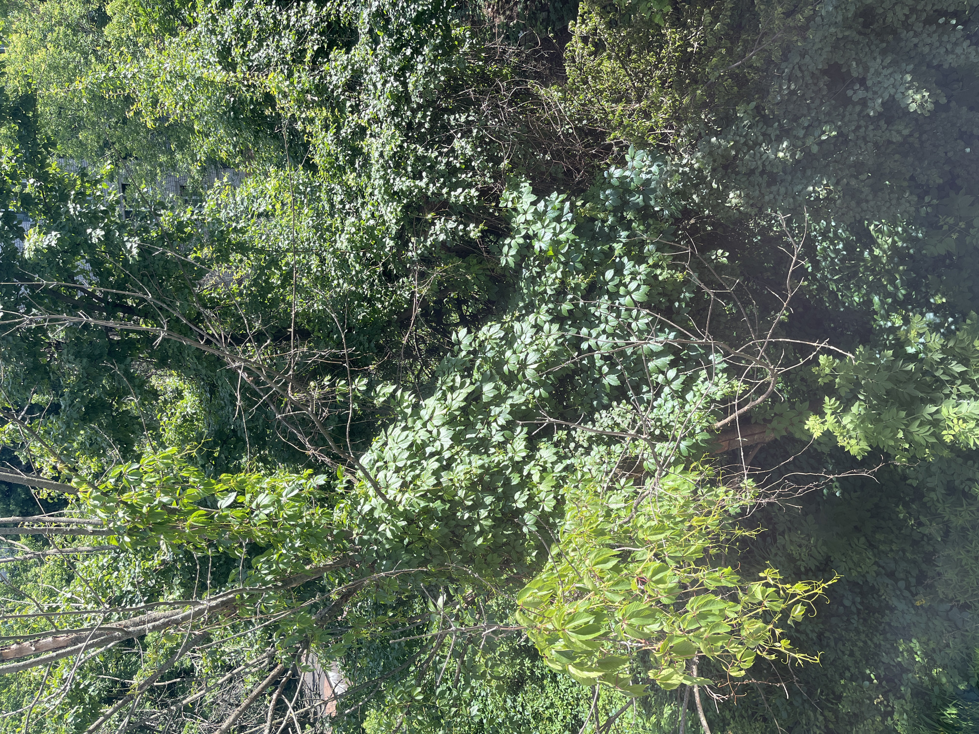 An eye-level, aerial shot captures a dense collection of trees and foliage, casting dappled shadows across the scene. In the upper left quadrant, a bare tree trunk supports a thick vine covered in vibrant green leaves. The surrounding area is a tapestry of various green hues, with layers of leaves and branches creating a sense of depth. The foliage is so dense that it obscures any clear view of the ground or background structures, though glimpses of a building are visible through a gap in the leaves in the upper right portion of the image. The overall impression is one of lush, overgrown nature.