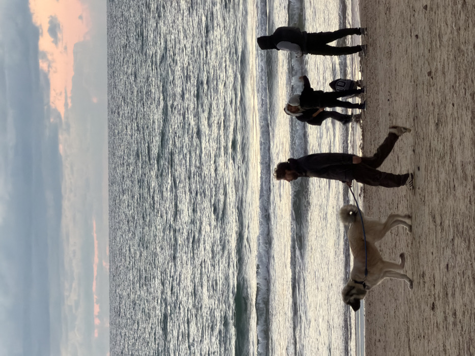 The image depicts a serene beach scene, likely during sunrise or sunset, given the soft, warm light reflected in the sky and on the water. The sky, partially visible at the top, features a mix of pale blue and delicate pinkish-orange clouds. Below the sky lies the vast expanse of the sea, its surface gently rippled with small waves that reflect the ambient light.
On the sandy shore, four people and a dog are present. In the immediate foreground, a man with dark hair and a beard, dressed in a dark jacket and dark trousers, walks from right to left, leading a large, light-colored dog on a leash. The dog, which appears to be a large breed with a dark collar, is positioned slightly ahead of the man.
Further down the beach, closer to the water's edge, three other individuals are visible. One person stands alone, wearing a dark hooded jacket and pants. Slightly behind them, two other people are together; one wears a lighter-colored head covering or hood with dark clothing, and the other, partially obscured, also appears to be dressed in dark attire and is carrying a dark bag over their shoulder.
The individuals appear to be enjoying a leisurely stroll along the shore. The setting suggests a tranquil moment by the sea, characteristic of the beaches in Tel-Aviv, Israel. No specific text is visible in the image.