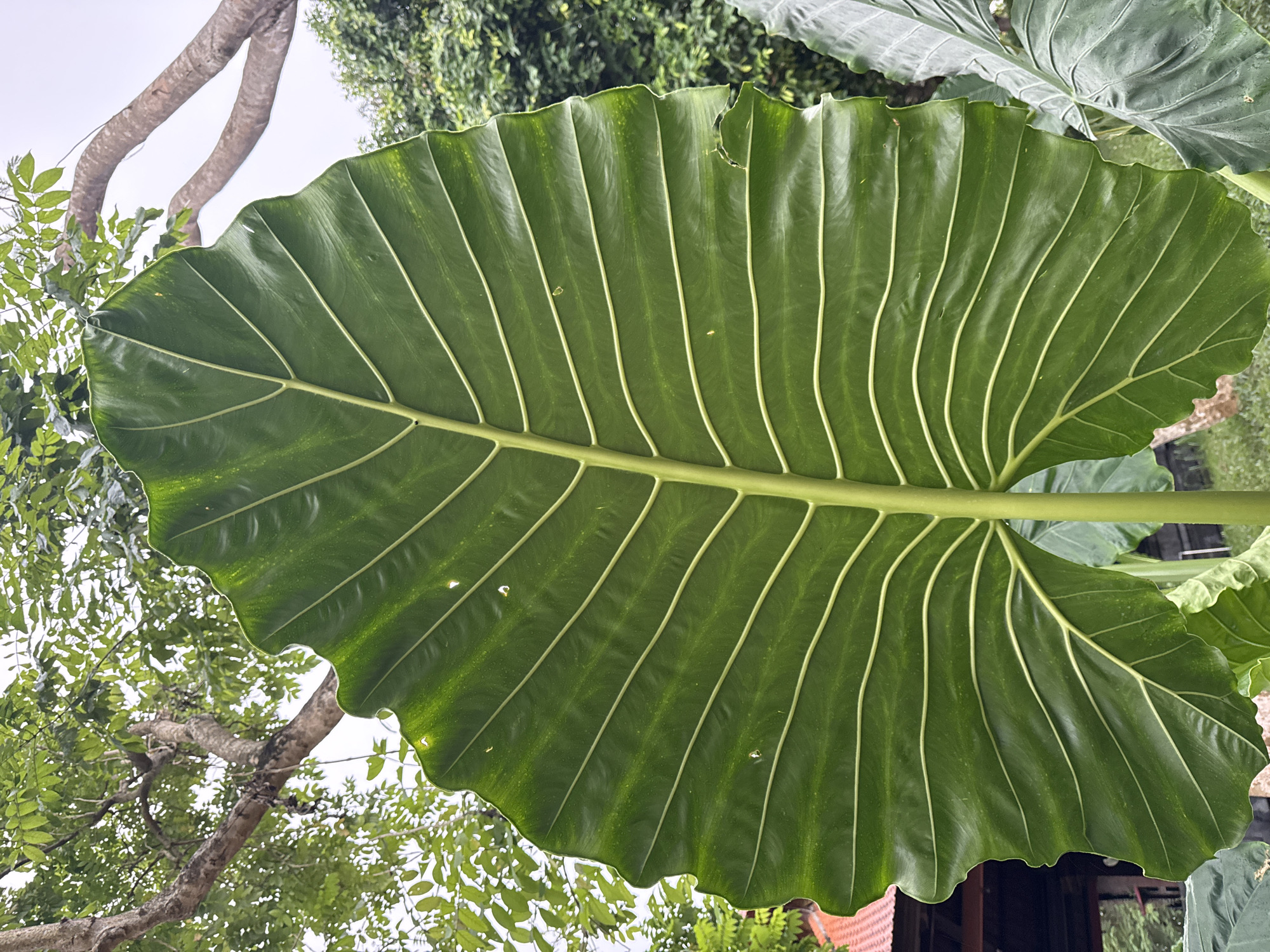 The image captures a large, vibrant green leaf, likely from a tropical plant such as an Alocasia or Colocasia (elephant ear plant), viewed from below. The leaf prominently displays a network of light green veins radiating from a central midrib across its dark green surface. The surface texture includes some lighter green mottling, and the edges are gently wavy. A few small tears and holes are visible on the leaf, notably a larger tear towards the upper right edge.
In the background, the scene reveals an outdoor setting under what appears to be a bright, possibly overcast, sky. On the left and top, bare tree branches with sparse green leaves are visible. More dense green foliage occupies the right and bottom right, suggesting other plants or parts of the same large plant. A small portion of a reddish-brown structure, possibly a terracotta pot or part of a building, can be glimpsed in the very bottom right corner. The lighting is diffused, indicating daytime conditions. The photograph's upward perspective highlights the impressive size and intricate venation of the leaf. No people or animals are present, and there is no visible text. The lush tropical foliage is characteristic of Kuta Selatan, Indonesia.
