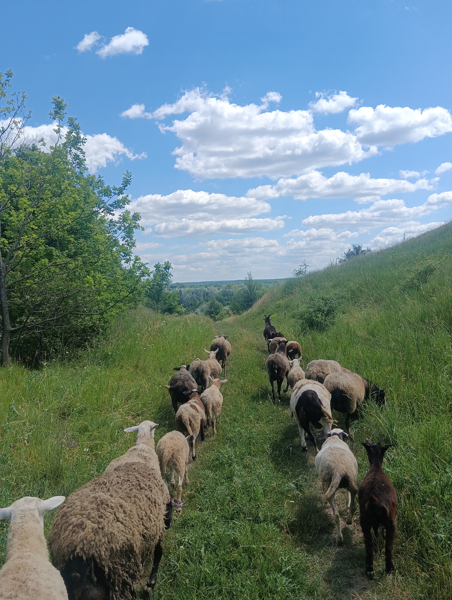 A herd of sheep walks single file along a grassy path in a rural, outdoor setting. The sheep are various shades of white, brown, and black, with some having patterned wool. They are moving away from the viewer, uphill and towards the right of the frame. The path is bordered by tall, green grass and a dense cluster of trees on the left. In the background, rolling hills covered in vegetation stretch towards a distant horizon under a bright blue sky dotted with white, fluffy clouds. The scene is illuminated by natural sunlight. The location is described as Unknown, Unknown.