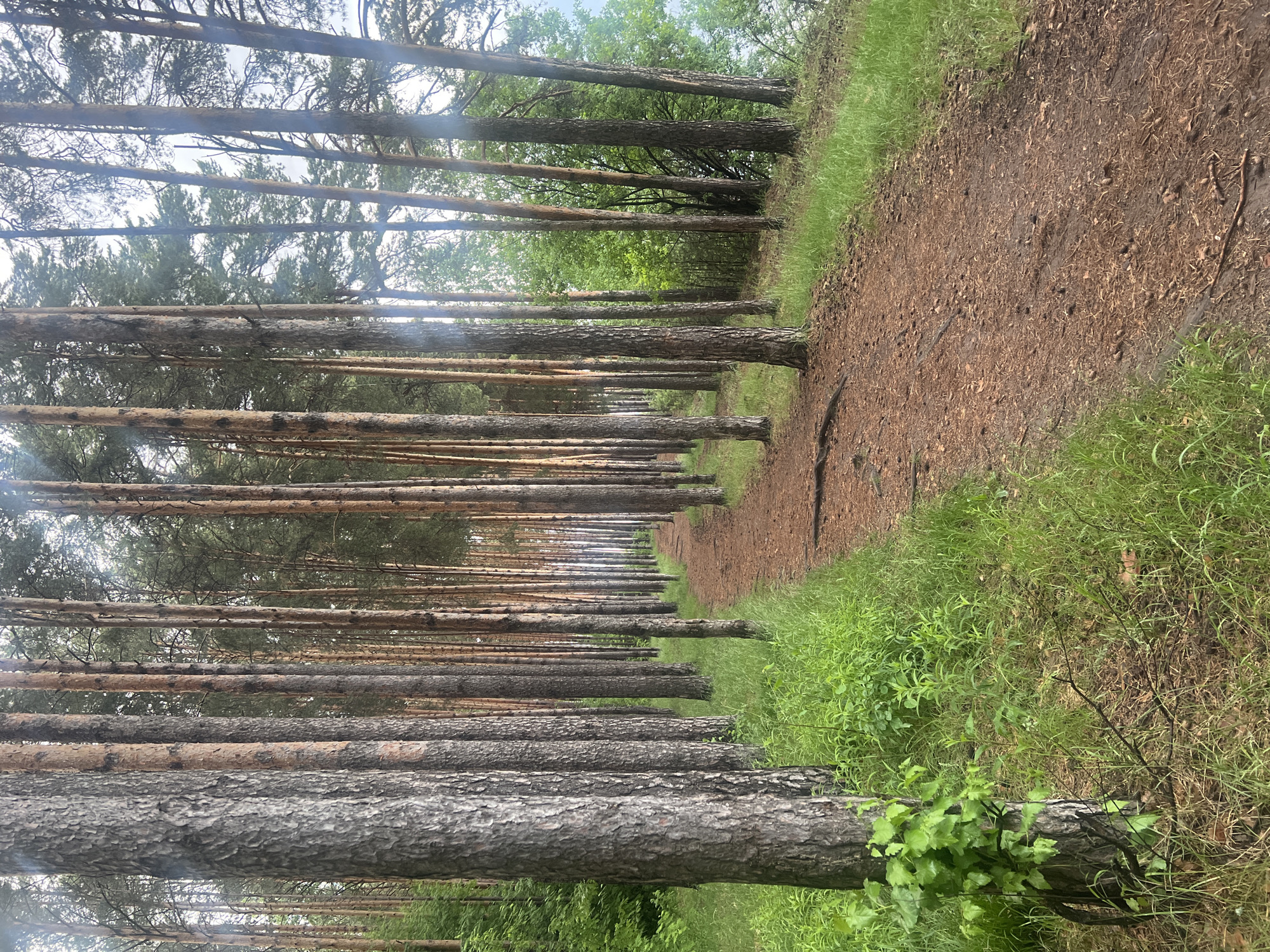 This media file captures a serene view of a forest path, likely in the region of Chaikovsky, Russia. The scene is dominated by numerous tall, slender conifer trees, resembling pines, which line both sides of a narrow, unpaved path. These trees stand upright, their trunks varying in color from light brown to a darker grey-brown, showcasing textured bark. They extend upwards, forming a natural avenue as they recede into the distance, with glimpses of a bright, overcast sky visible through their canopies.
The path itself is made of reddish-brown earth, covered with fallen pine needles and small organic debris, suggesting it is a well-trodden trail. On either side of the path, lush green grass and various low-lying plants thrive, forming dense borders of vibrant foliage. The vegetation appears healthy and well-watered, indicating favorable growing conditions. A small, brighter green plant with broader leaves is noticeable in the foreground, near the base of one of the trees on the right side of the path.
The time of day appears to be daytime, with diffuse natural light filtering through the trees, suggesting an overcast sky or a time when the sun is not directly overhead. The overall atmosphere conveyed is one of tranquility and natural beauty. There are no people, animals, or specific activities depicted, emphasizing the quiet solitude of the forest. No text is visible in the image.