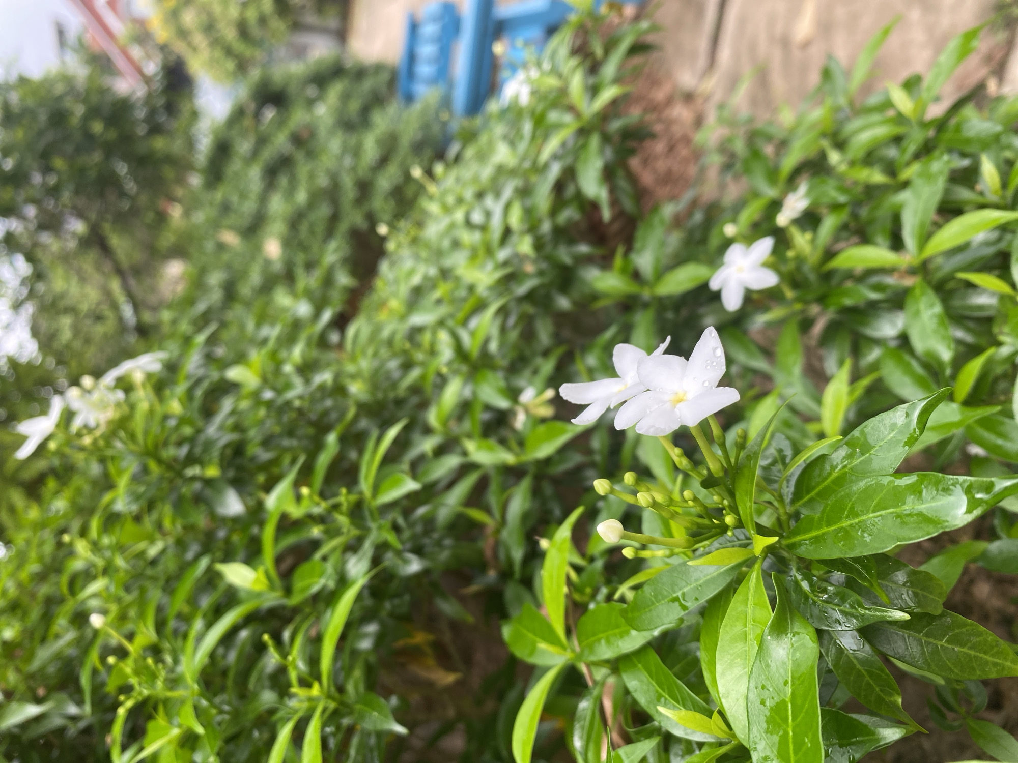 The image presents a vibrant, close-up view of white flowers and lush green foliage, captured in a garden setting within Phu Thuy Ward, Vietnam. The primary subjects are several delicate white flowers, each with five distinct petals, some of which are visibly adorned with small water droplets. Alongside the blooming flowers, numerous unopened flower buds are clustered, indicating ongoing growth.
The flowers are set against a backdrop of dense, glossy green leaves, many of which also bear glistening water droplets, suggesting recent rain or morning dew. The foreground elements, including the main cluster of flowers and their immediate leaves, are in sharp focus, while the background is rendered with a soft, natural blur. This shallow depth of field draws attention to the intricate details of the flowers and leaves.
In the blurred background, further green foliage extends, along with indistinct hints of man-made structures. Faint traces of a light brown or earthy-toned wall are visible, and in one section, blurred blue shapes suggest the presence of outdoor furniture or a structural element like a gate. The lighting is bright and natural, indicating daytime. No human figures or discernible text are present in the frame. The scene conveys a sense of natural beauty, freshness, and tranquility, characteristic of a verdant outdoor environment.