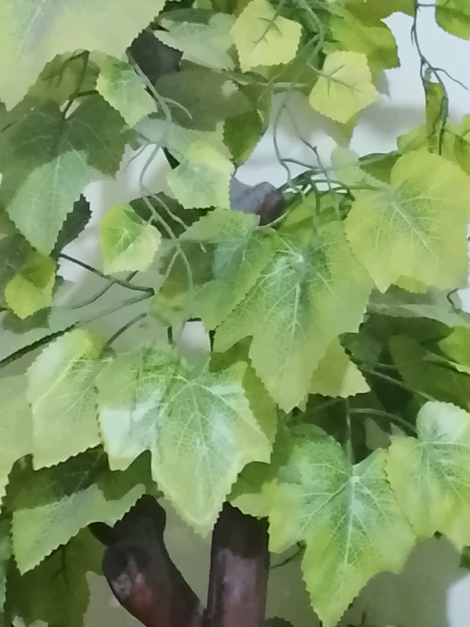 The image shows a close-up of artificial green leaves. The leaves have a textured surface and appear to be on a vine, with thin stems visible. Some leaves are a vibrant green, while others are lighter, almost yellowish, suggesting they are either new growth or have a variegation pattern. The background is a blurred white or light-colored wall. The lighting appears to be artificial, creating a soft glow on the leaves. The scene is indoors, given the presence of an artificial plant and a wall background, and it is not possible to determine a specific location within Kalibeji, Indonesia from the provided image.