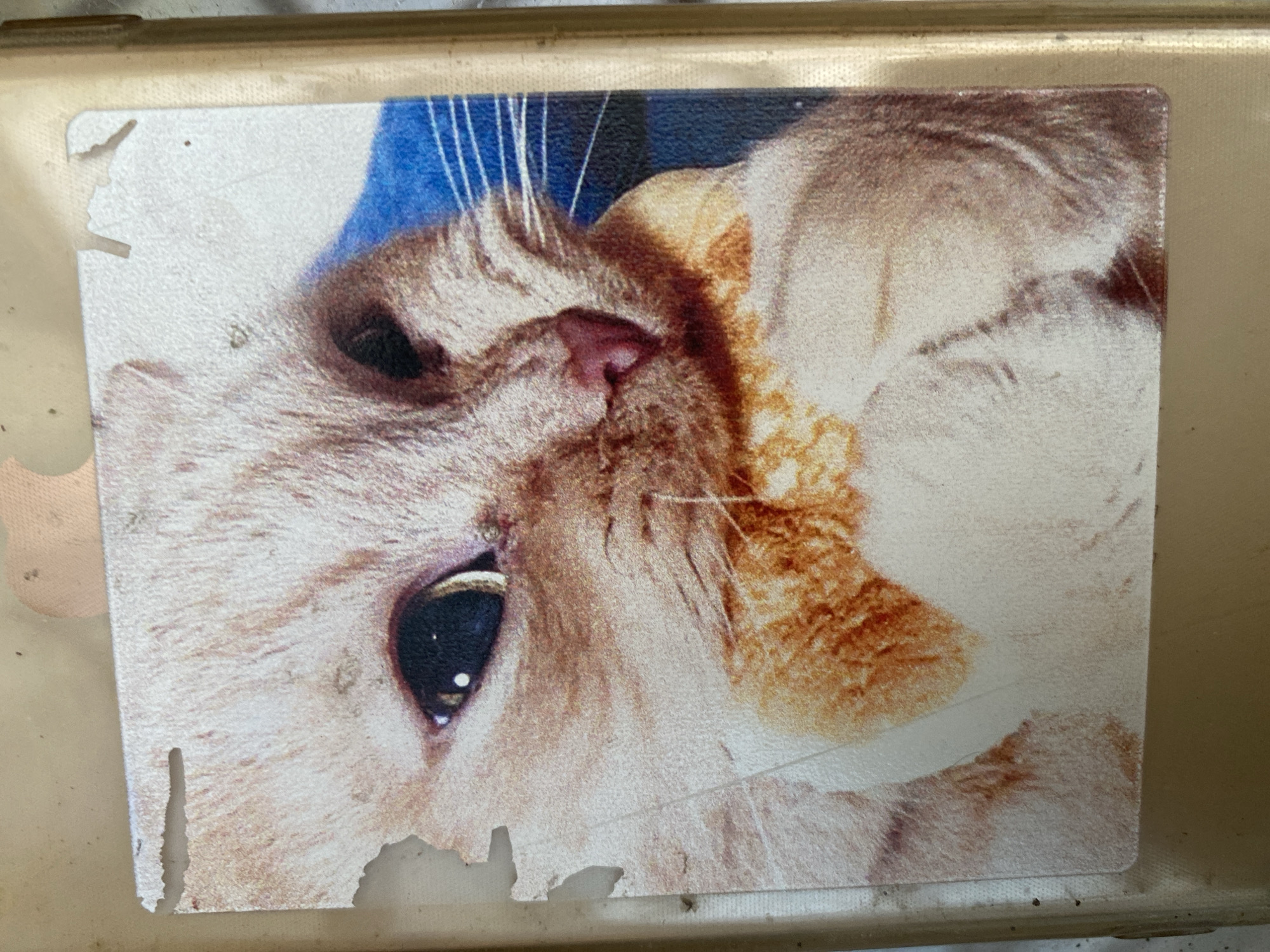 The image shows a close-up of a printed photograph of a light-colored cat, likely a ginger tabby, with its fur having a mottled pattern of orange and white. The cat is looking towards the right side of the frame with its dark eyes open. The photograph is slightly damaged, with torn edges and some wear and tear, particularly on the left side. The printing quality is somewhat grainy. The photograph appears to be placed within a transparent plastic sleeve or frame, which is then positioned against a light-colored, textured background. There is a vertical, golden-colored border visible on the right side of the image, likely part of the frame or an adjacent object. The overall lighting is soft, and there are no discernable environmental elements that would indicate a specific location within the city of Volzhsk, Russia.