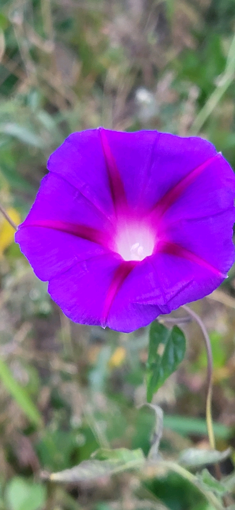 A close-up, eye-level, vertical shot captures a vibrant, trumpet-shaped purple flower in focus, with a blurred green and brown background. The flower's petals exhibit a gradient of color, transitioning from deep purple at the edges to a lighter magenta and then white at the center. Darker purple veins radiate outwards from the center. A small green leaf is visible to the right of the flower, attached to a thin stem. The background consists of out-of-focus foliage and dry grasses, suggesting an outdoor, natural environment. No people or specific landmarks of Oskemen, Kazakhstan are identifiable in the image.