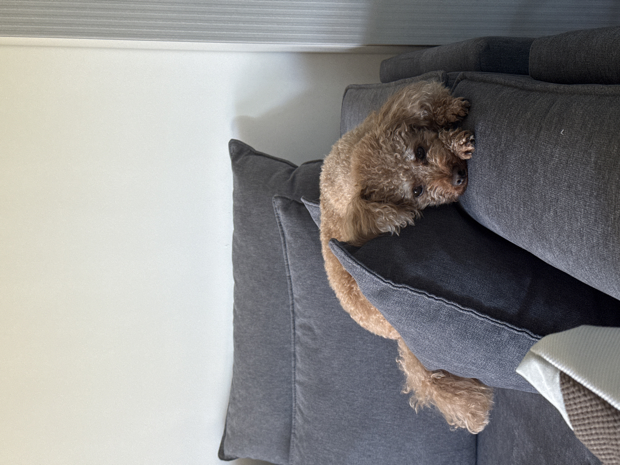 A brown poodle is resting on a gray sofa with gray pillows. The sofa is positioned against a white wall. The scene appears to be indoors. There is no evidence to connect the scene with the city of Plovdiv, Bulgaria.