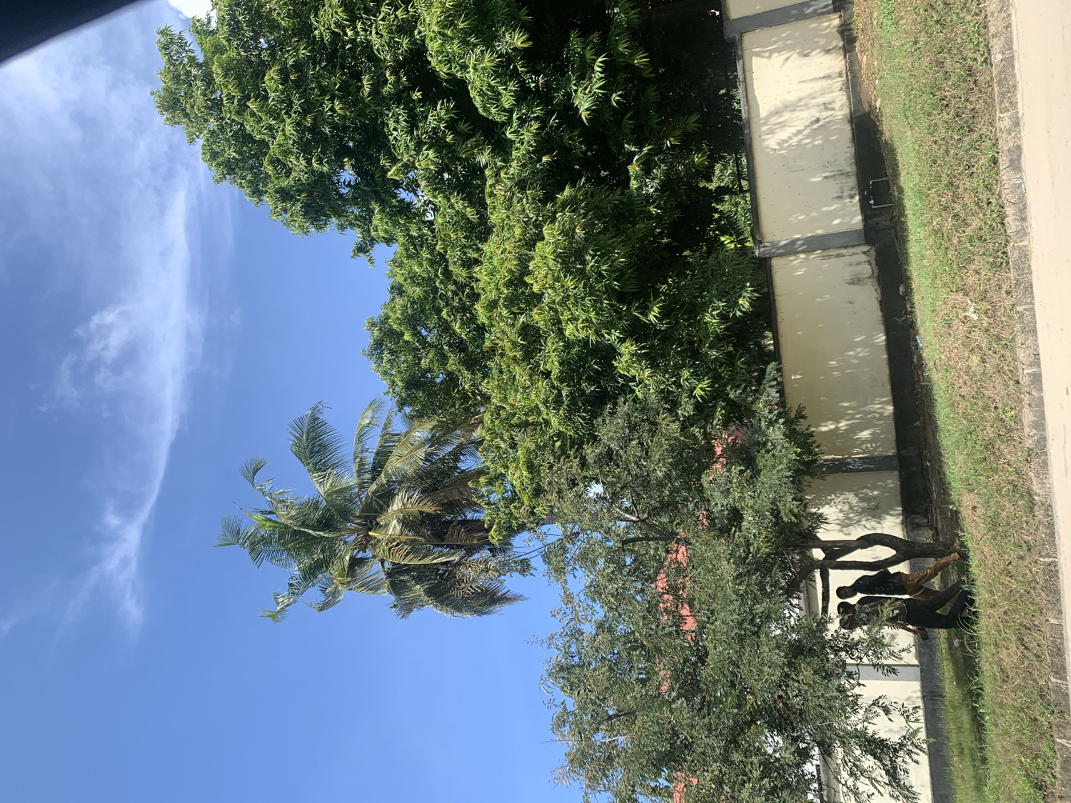 The image captures an outdoor scene in Dar es-Salaam, Tanzania, under a bright, clear blue sky with a few wispy white clouds. The upper half of the frame is dominated by a dense canopy of lush green trees, including a prominent palm tree with long fronds on the left side.
A light-colored concrete or plastered wall, showing signs of weathering and possibly mildew, stretches horizontally across the mid-ground. It features darker, rectangular structural elements. In front of this wall, a patch of somewhat dry, green grass leads to a paved area on the far right.
A medium-sized tree with green foliage stands closer to the foreground, providing shade near the wall. Underneath this tree, four individuals, appearing to be young men or boys, are gathered. Two are standing, while two are crouched or sitting on the ground. They are dressed in casual, dark-colored clothing. Their faces are not clearly visible due to distance and shadows.
The scene is brightly lit by natural sunlight, indicating it is daytime, likely morning or early afternoon, with distinct shadows cast by the trees onto the wall. The people appear to be resting or casually congregating in the shade of the tree. No visible text is present in the image.
