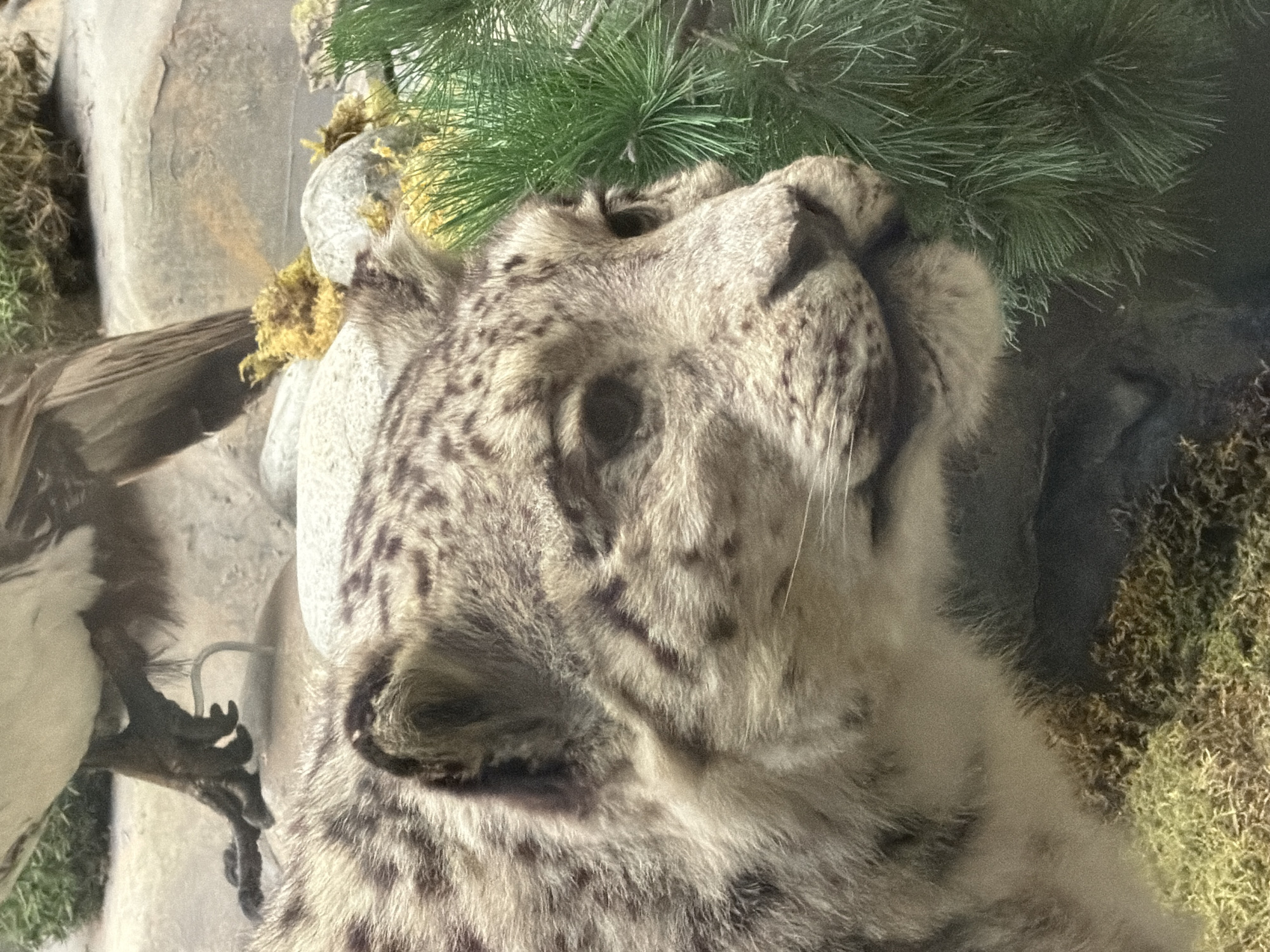 The image is a close-up, eye-level, medium shot of a taxidermied snow leopard, positioned in a diorama. The snow leopard is facing to the right, with its head and upper body filling most of the frame. Its fur is a pale gray with dark rosettes. Green pine needles are prominent in the foreground to the right of the snow leopard. In the background, a bird of prey, possibly an eagle, is visible, with its talons resting on a rock. The diorama appears to represent a mountainous or rocky habitat, with moss and scattered yellow foliage. The lighting suggests an indoor display, potentially in a museum. The specific location within the city of Unknown is not provided.