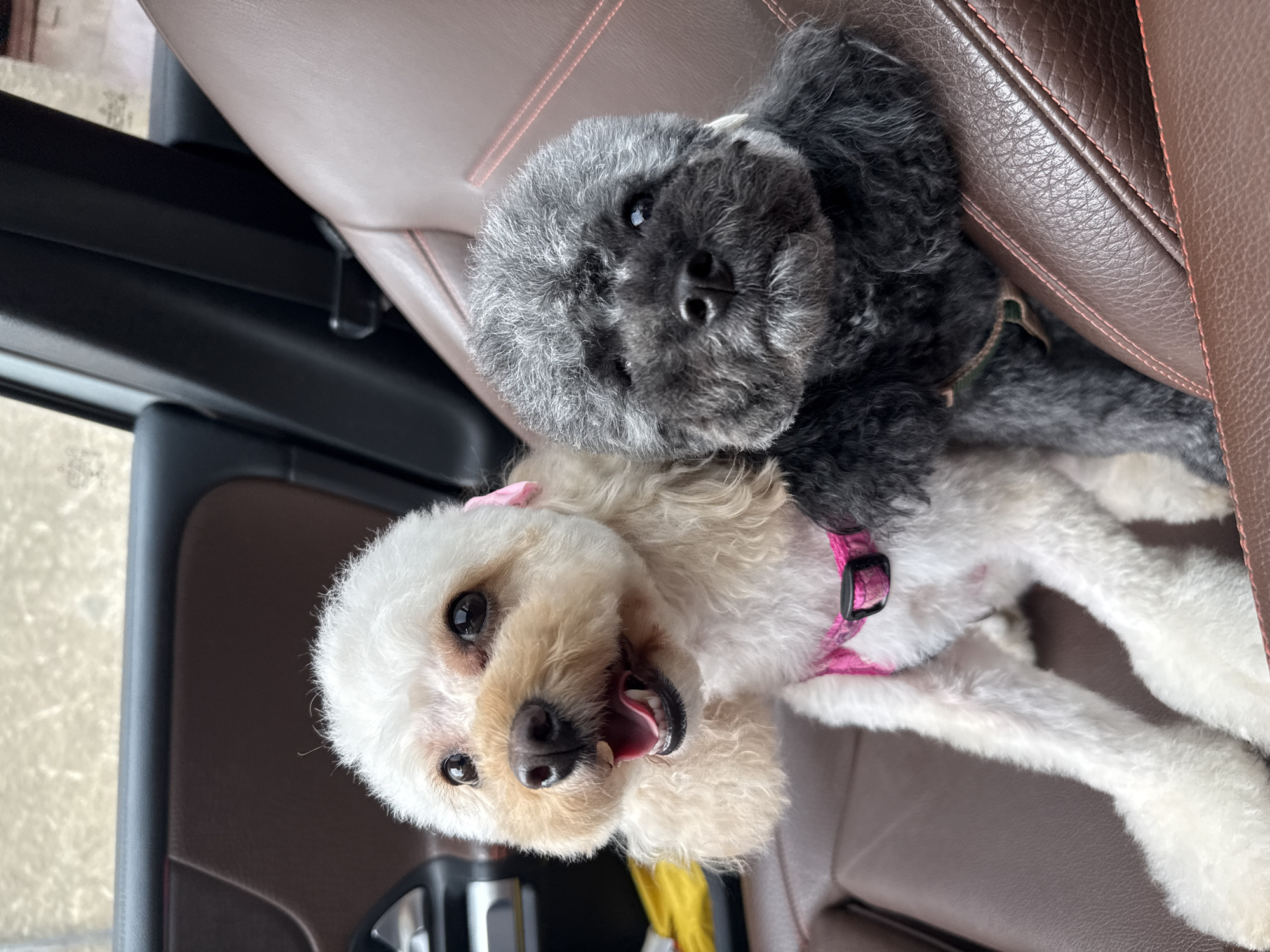 Two poodle dogs are lying on a brown leather car seat. The black poodle is on top of the white poodle. The white poodle has its mouth open. The background shows part of the car interior. The location is not discernible from the image.