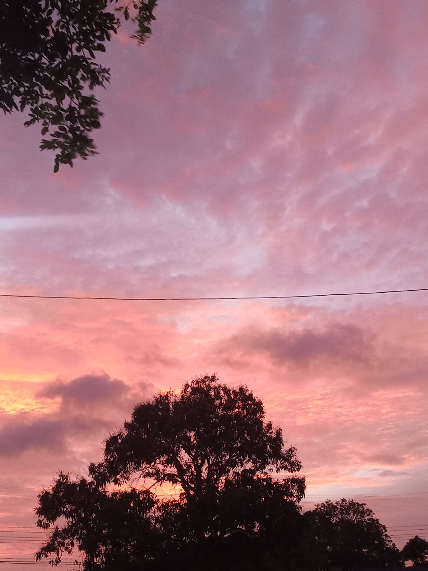 The image captures a vibrant sunset in Juan Griego, Venezuela. The sky is filled with pink and lavender clouds, with a visible horizon line. A dark silhouette of a large tree occupies the lower center and right portion of the frame. Another smaller tree is visible to the right of the larger tree. In the upper left, the silhouette of a tree branch with leaves is present. A thin powerline stretches horizontally across the middle of the frame.